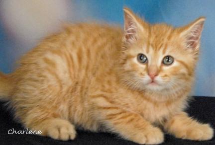 Biggy, Adoptable, Kitten Male Tabby.