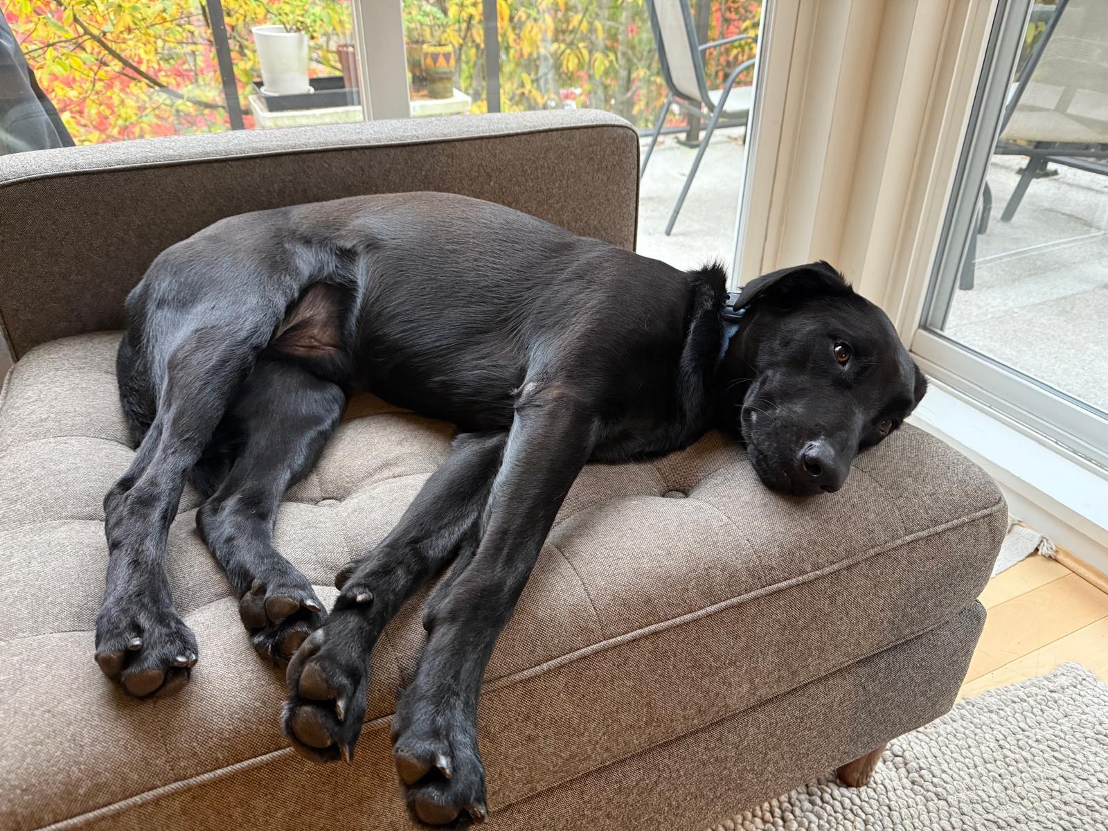 Enlarge Obelix, a Adoptable mixed breed in Coquitlam, QC image 3/5