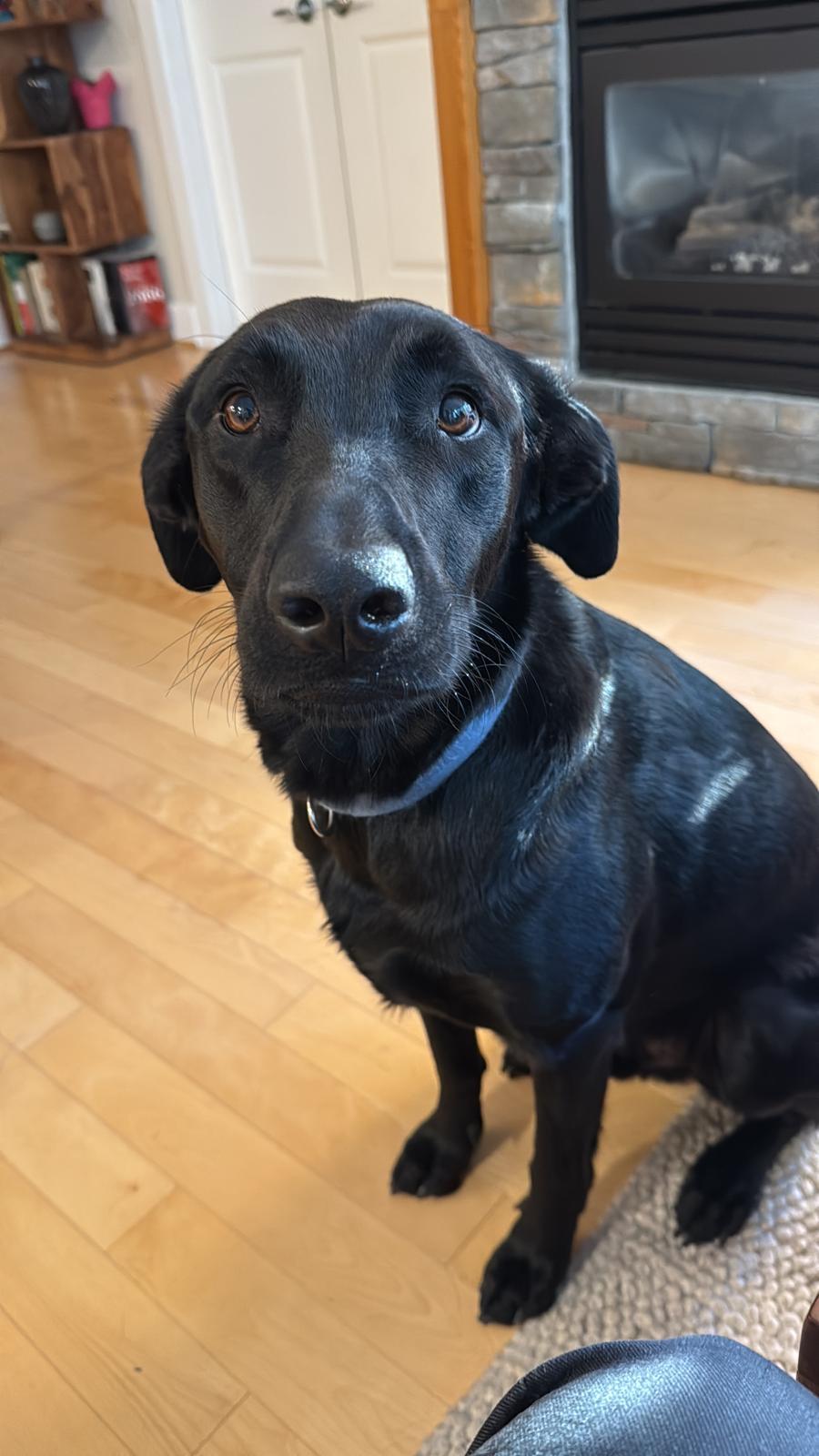 Enlarge Obelix, a Adoptable mixed breed in Coquitlam, QC image 5/5