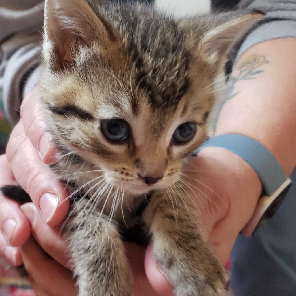 Enlarge Cedar, a Adoptable Domestic Short Hair in Mondovi, WI image 2/3