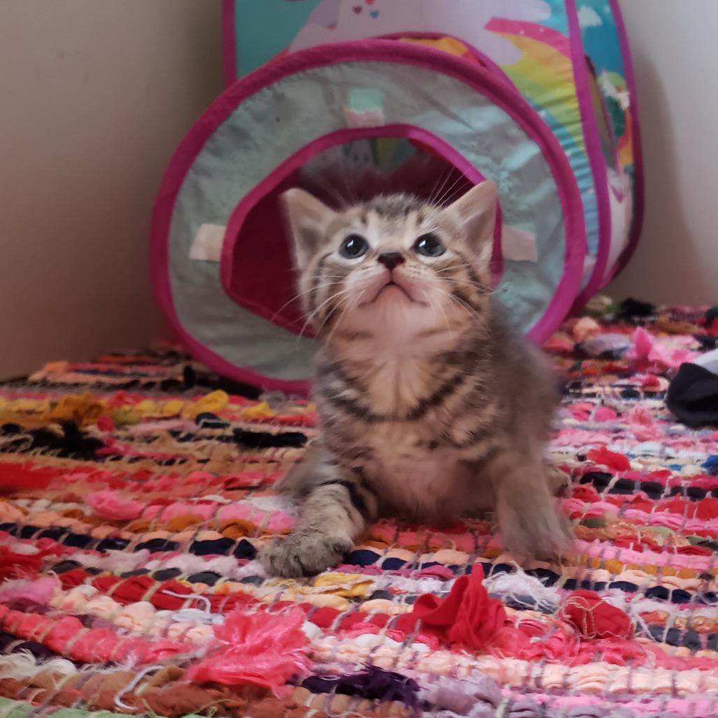 Enlarge Cedar, a Adoptable Domestic Short Hair in Mondovi, WI image 3/3