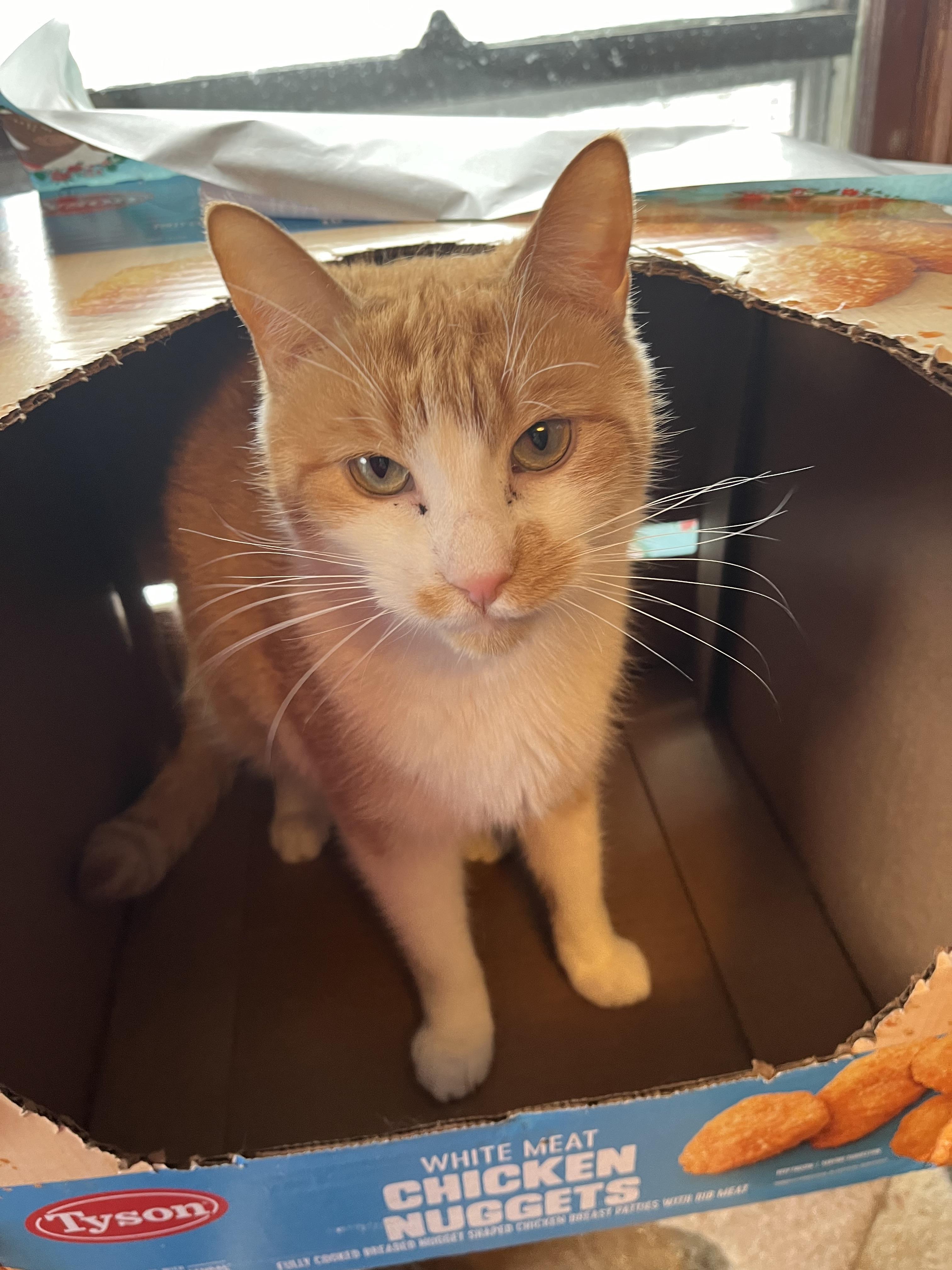 JR, a Adoptable Domestic Short Hair in Olean , NY image 1/5