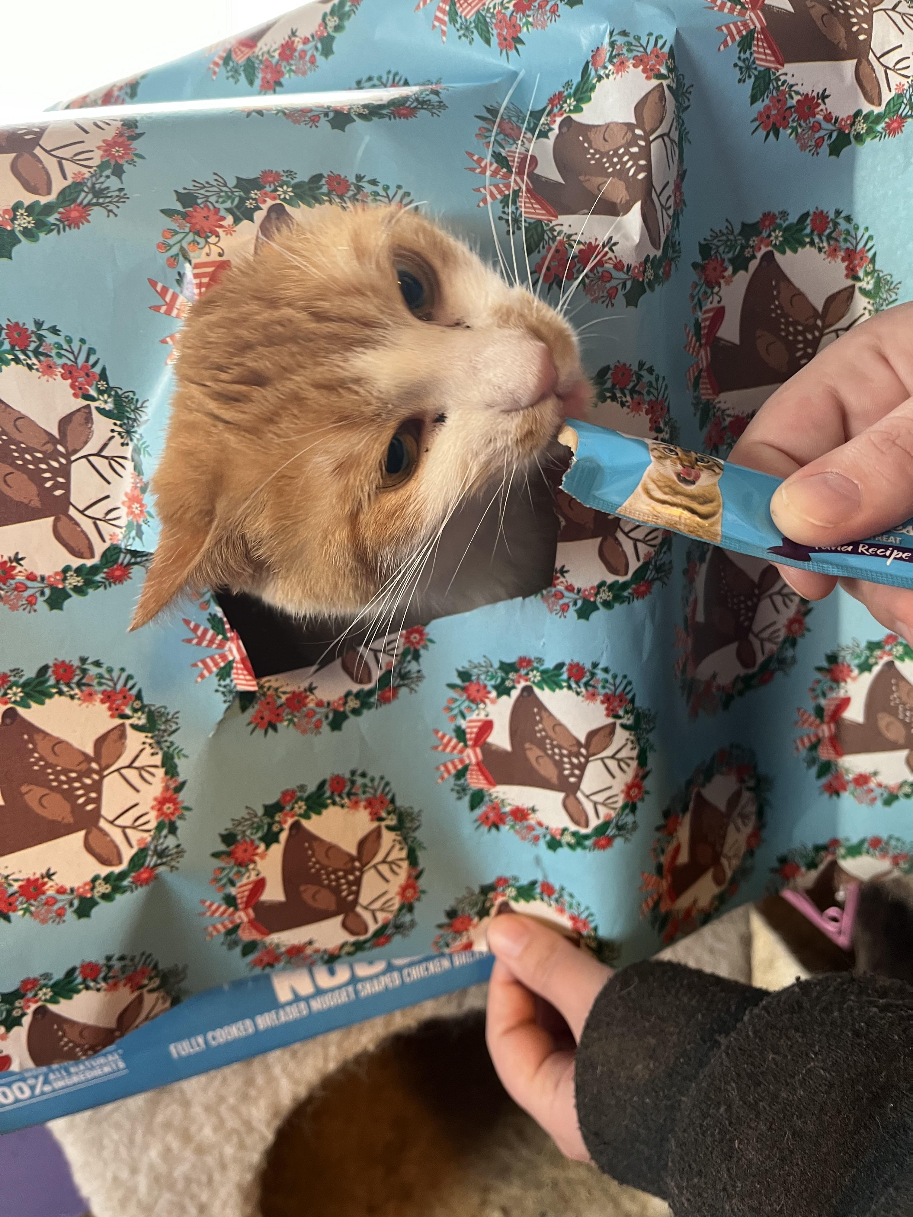 JR, a Adoptable Domestic Short Hair in Olean , NY image 2/5