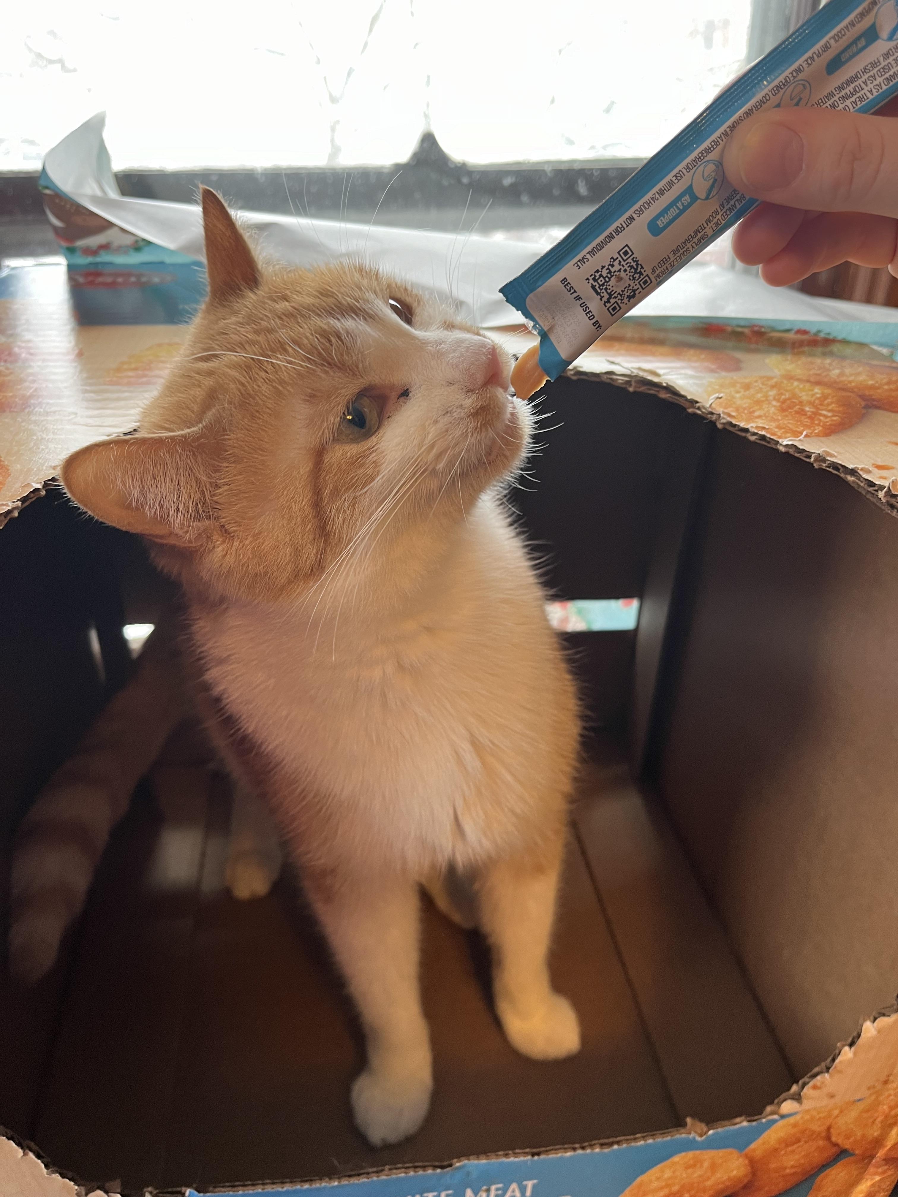 JR, a Adoptable Domestic Short Hair in Olean , NY image 3/5