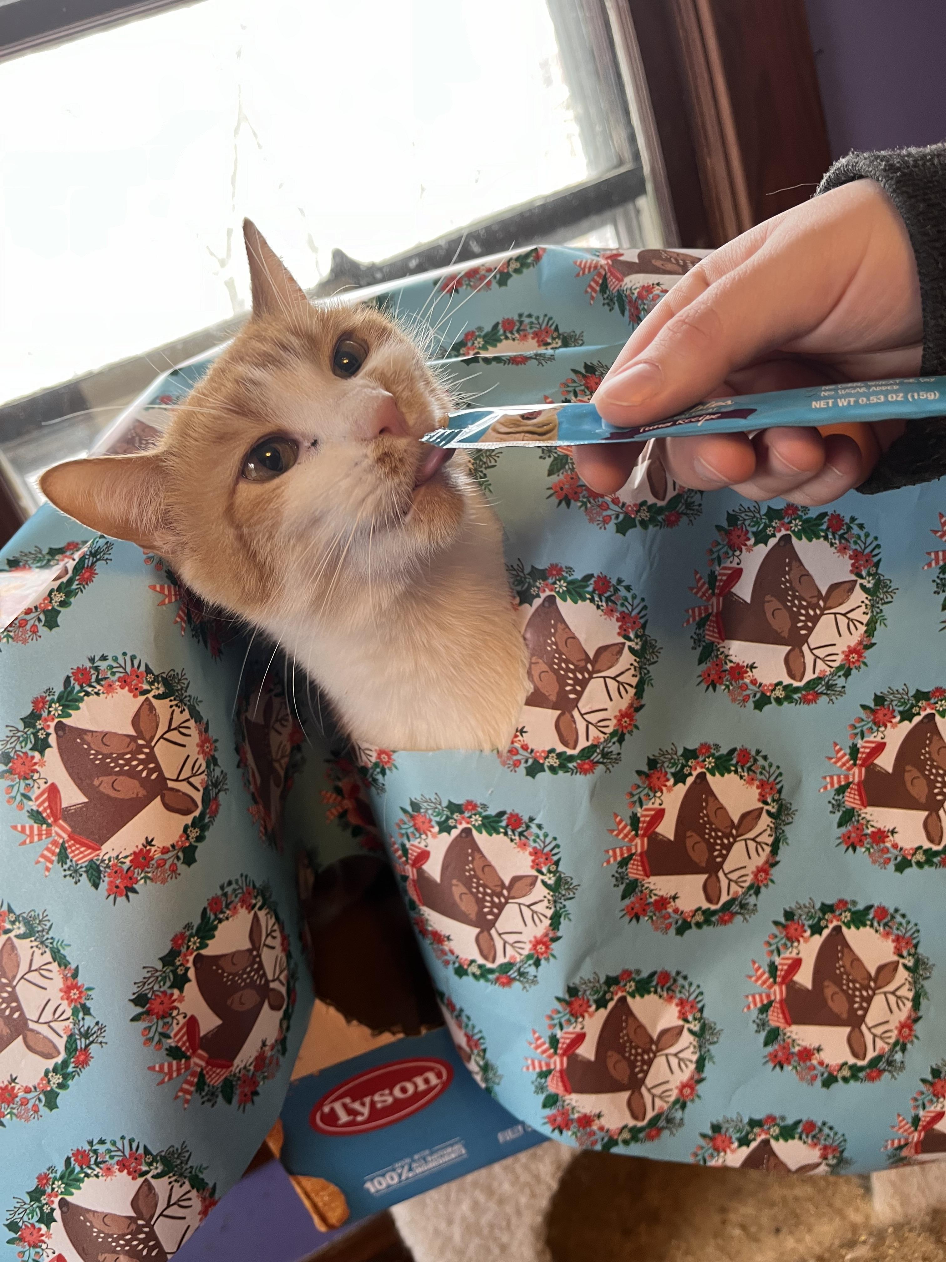 JR, a Adoptable Domestic Short Hair in Olean , NY image 4/5