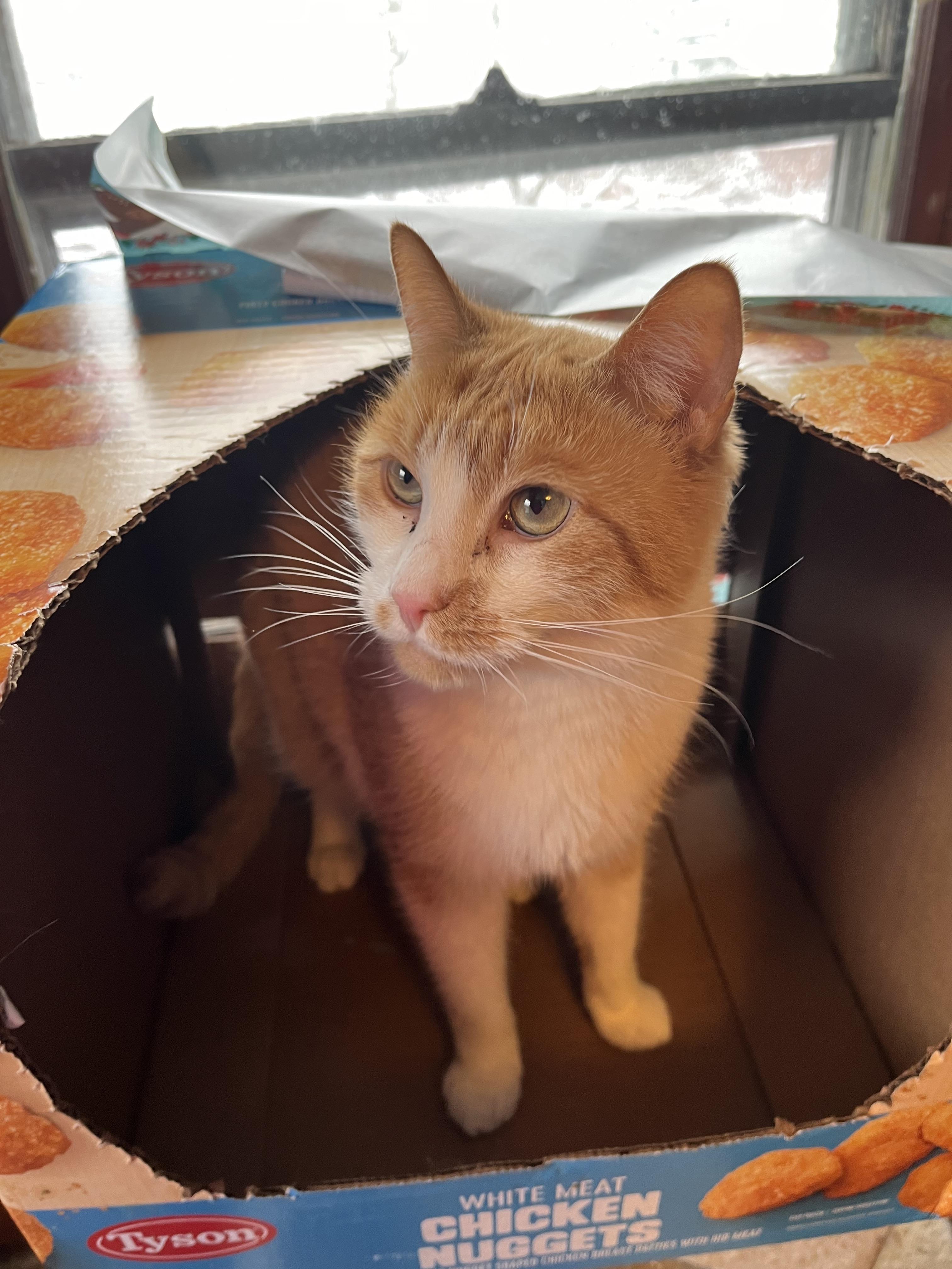 JR, a Adoptable Domestic Short Hair in Olean , NY image 5/5