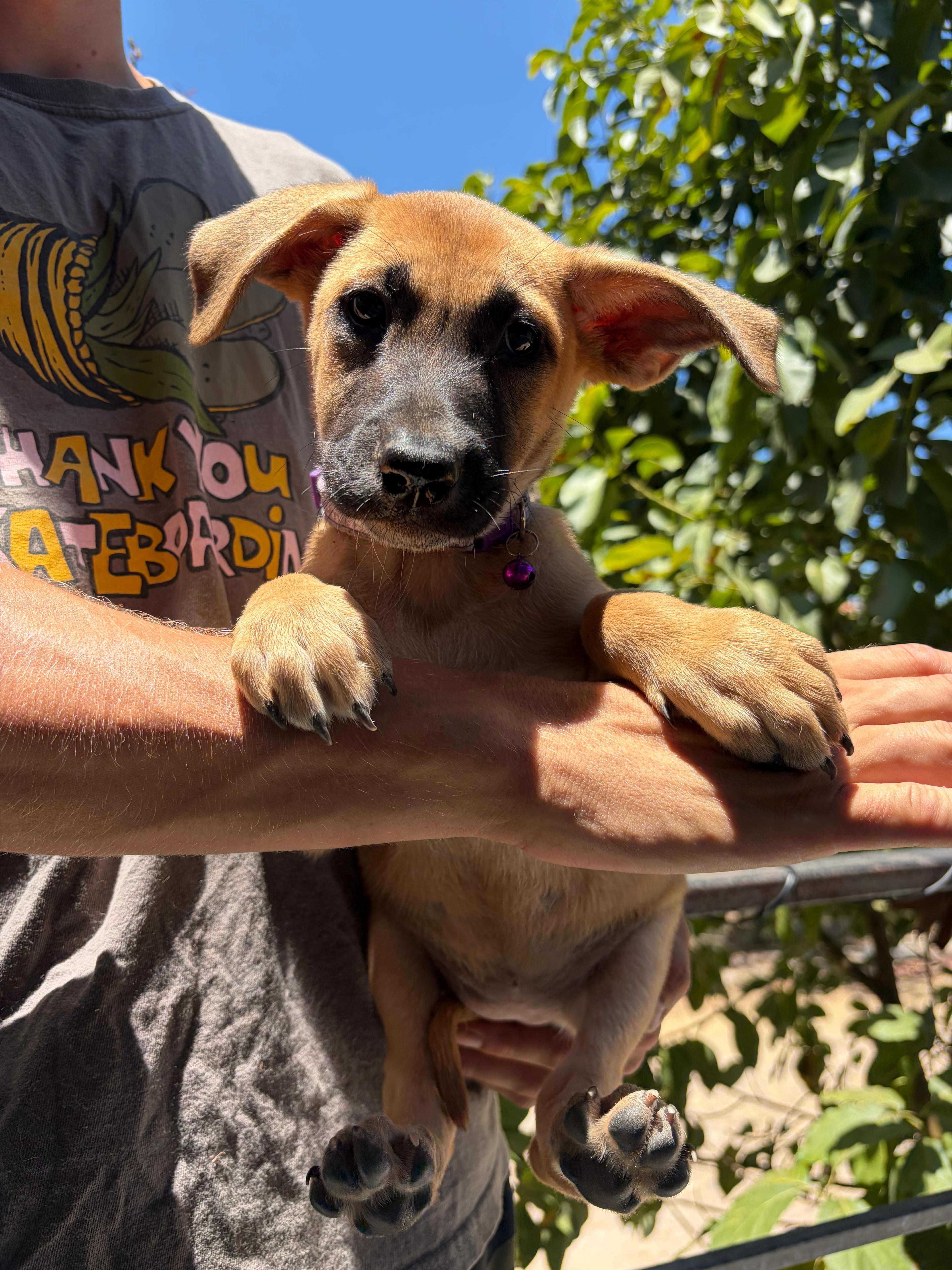 Midge, a ADOPTABLE mixed breed in North Vancouver , BC image 2/5