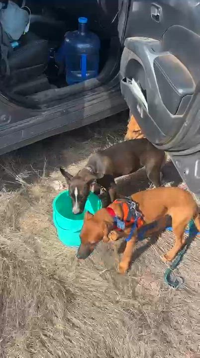 Enlarge Midge, a ADOPTABLE mixed breed in North Vancouver , BC video 5/5