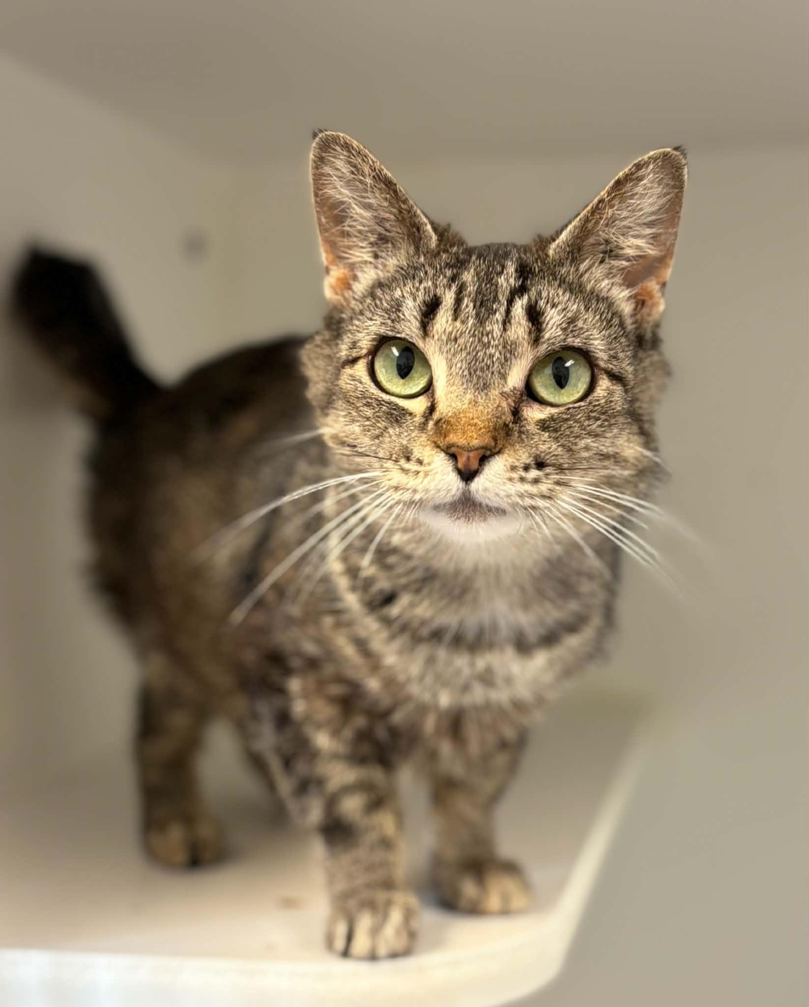 Enlarge Margie, a ADOPTABLE Domestic Short Hair in Grants Pass, OR image 1/2