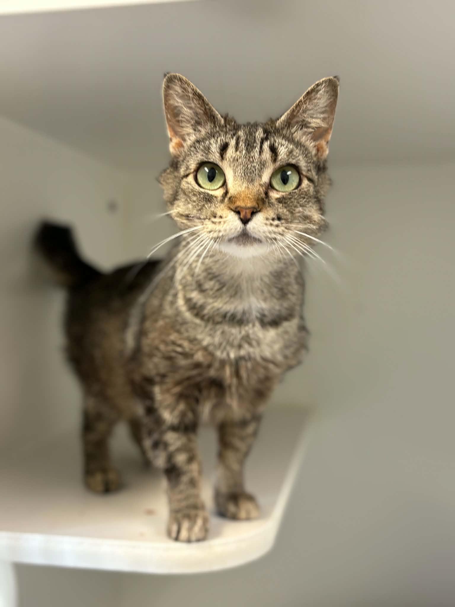 Enlarge Margie, a ADOPTABLE Domestic Short Hair in Grants Pass, OR image 2/2