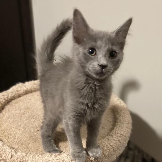 Enlarge Zion, an adopted mixed breed in Andover, MN image 2/2