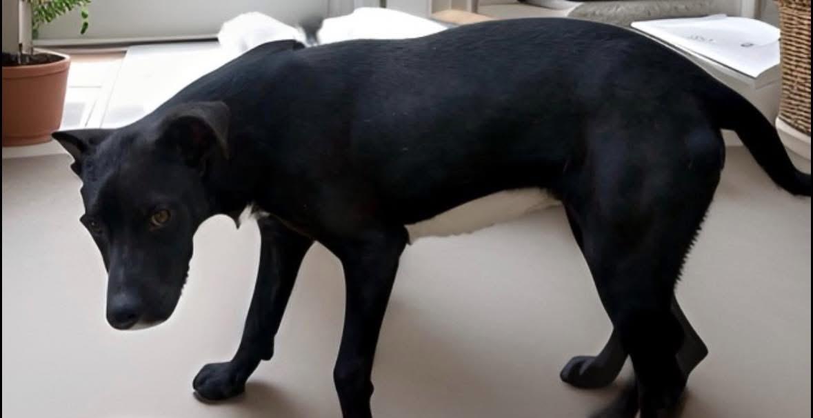 Enlarge Bigalow , a ADOPTABLE mixed breed in Woodbury, NJ image 3/3