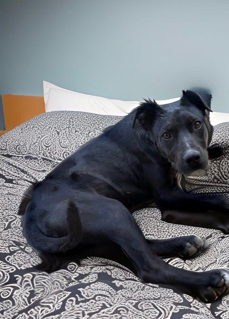 Enlarge Bigalow , a ADOPTABLE mixed breed in Woodbury, NJ image 2/3