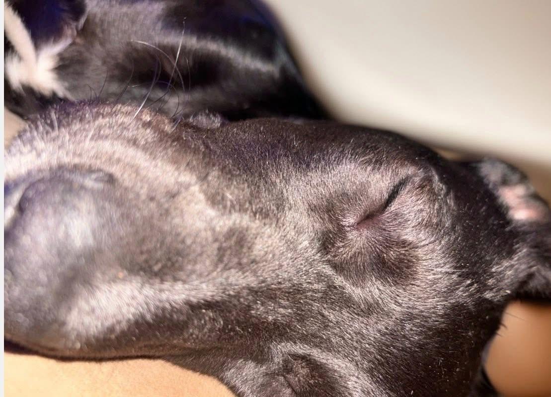 Bigalow , ADOPTABLE, Puppy Male Black Labrador Retriever.