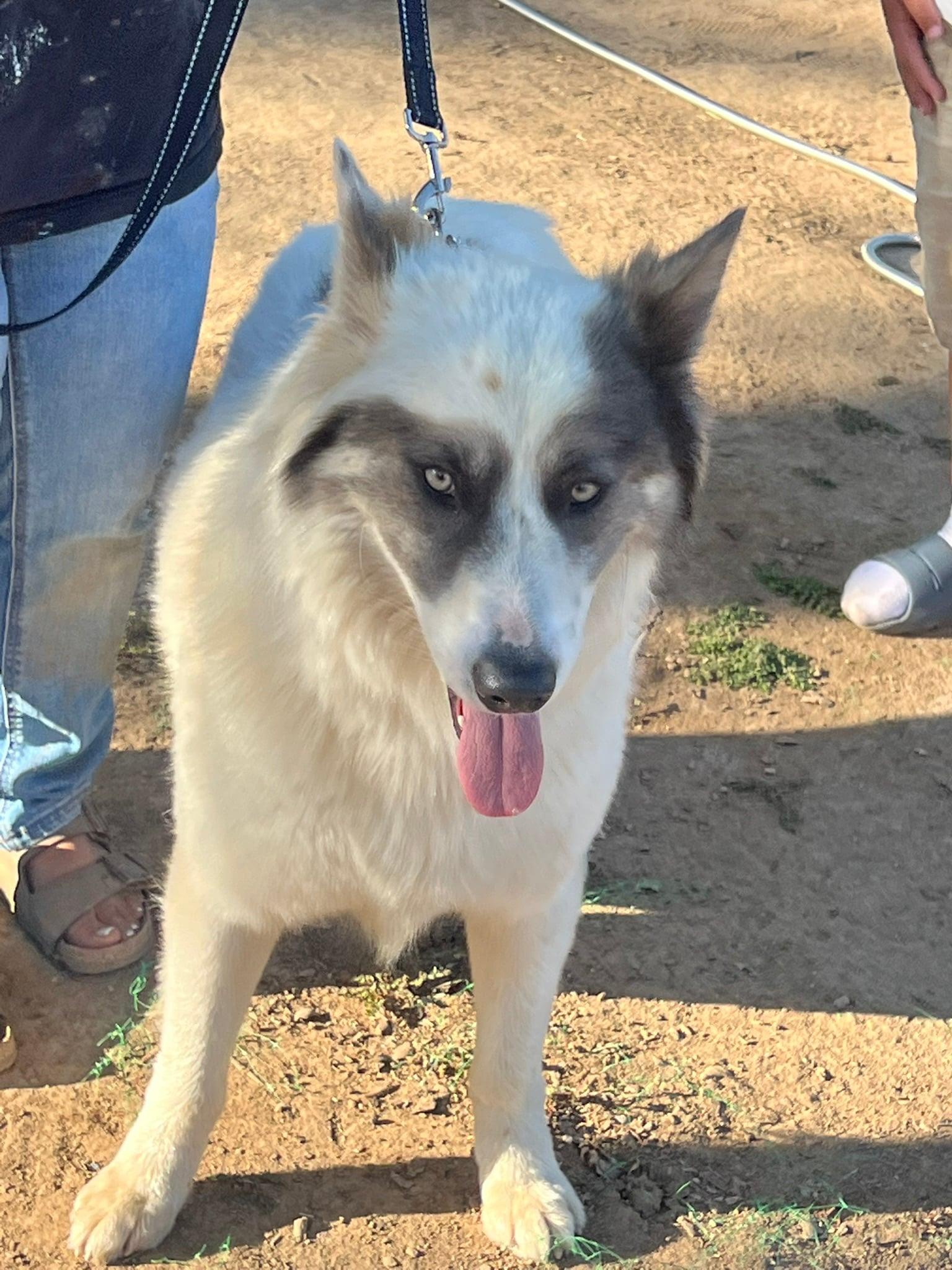Lobo, a ADOPTABLE mixed breed in Menifee, CA image 2/6