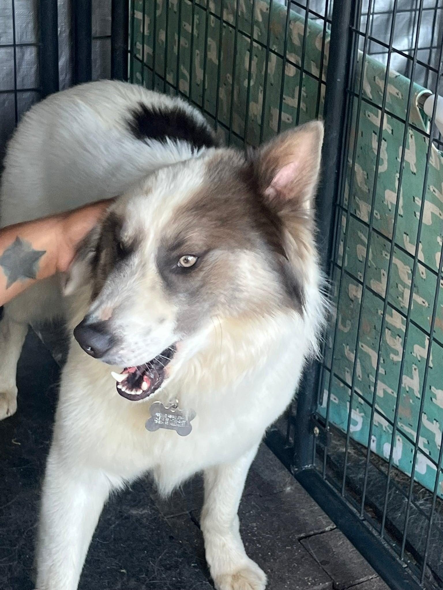Lobo, a ADOPTABLE mixed breed in Menifee, CA image 4/6