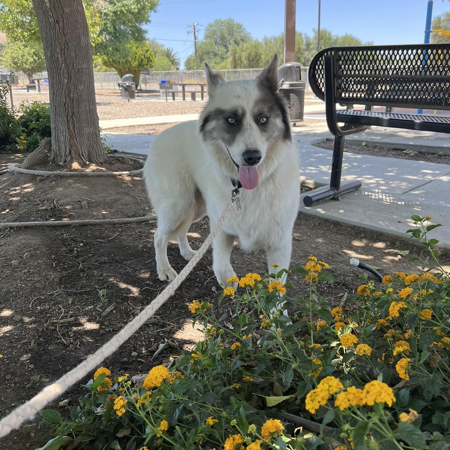 Lobo, a ADOPTABLE mixed breed in Menifee, CA image 6/6