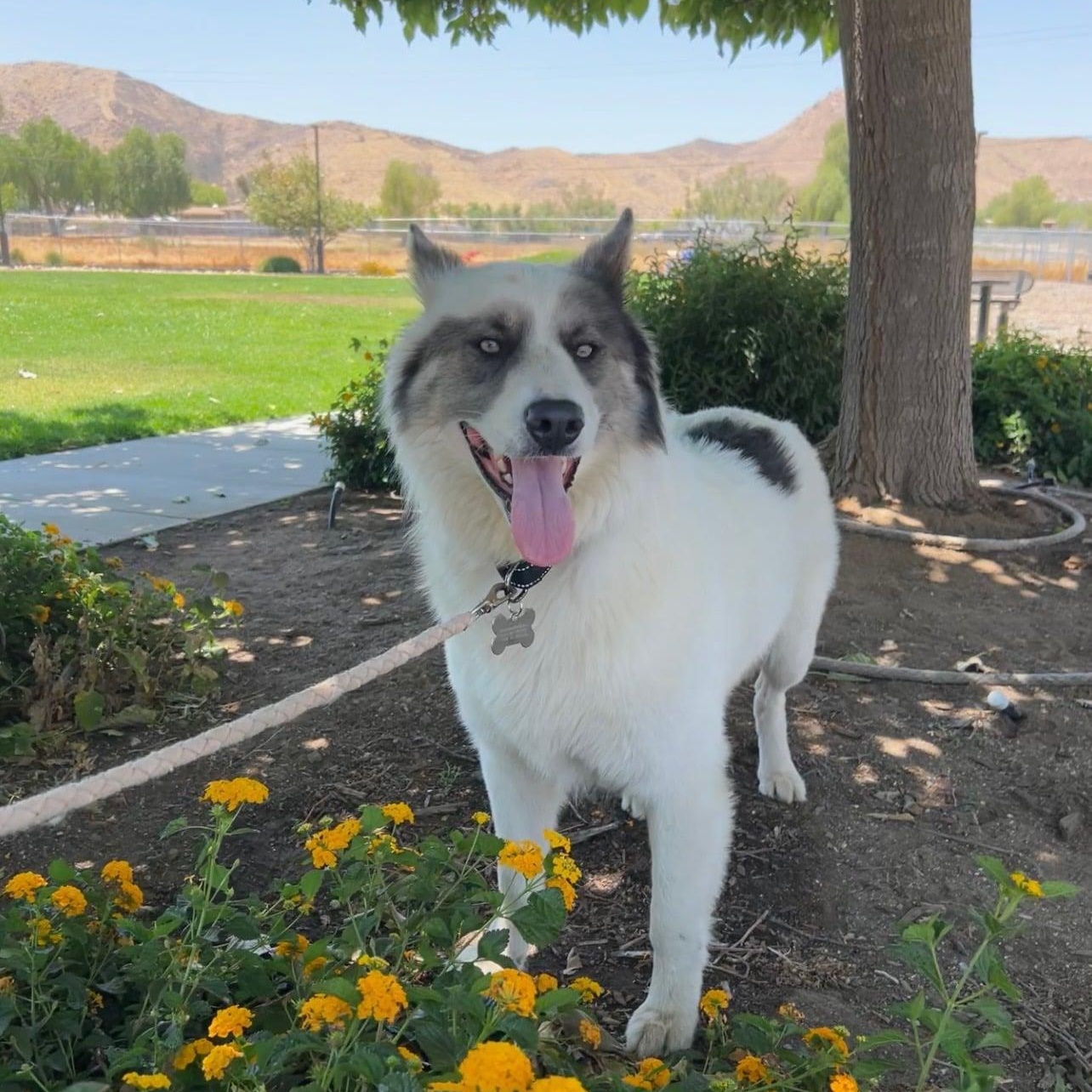 Lobo, a ADOPTABLE mixed breed in Menifee, CA image 5/6