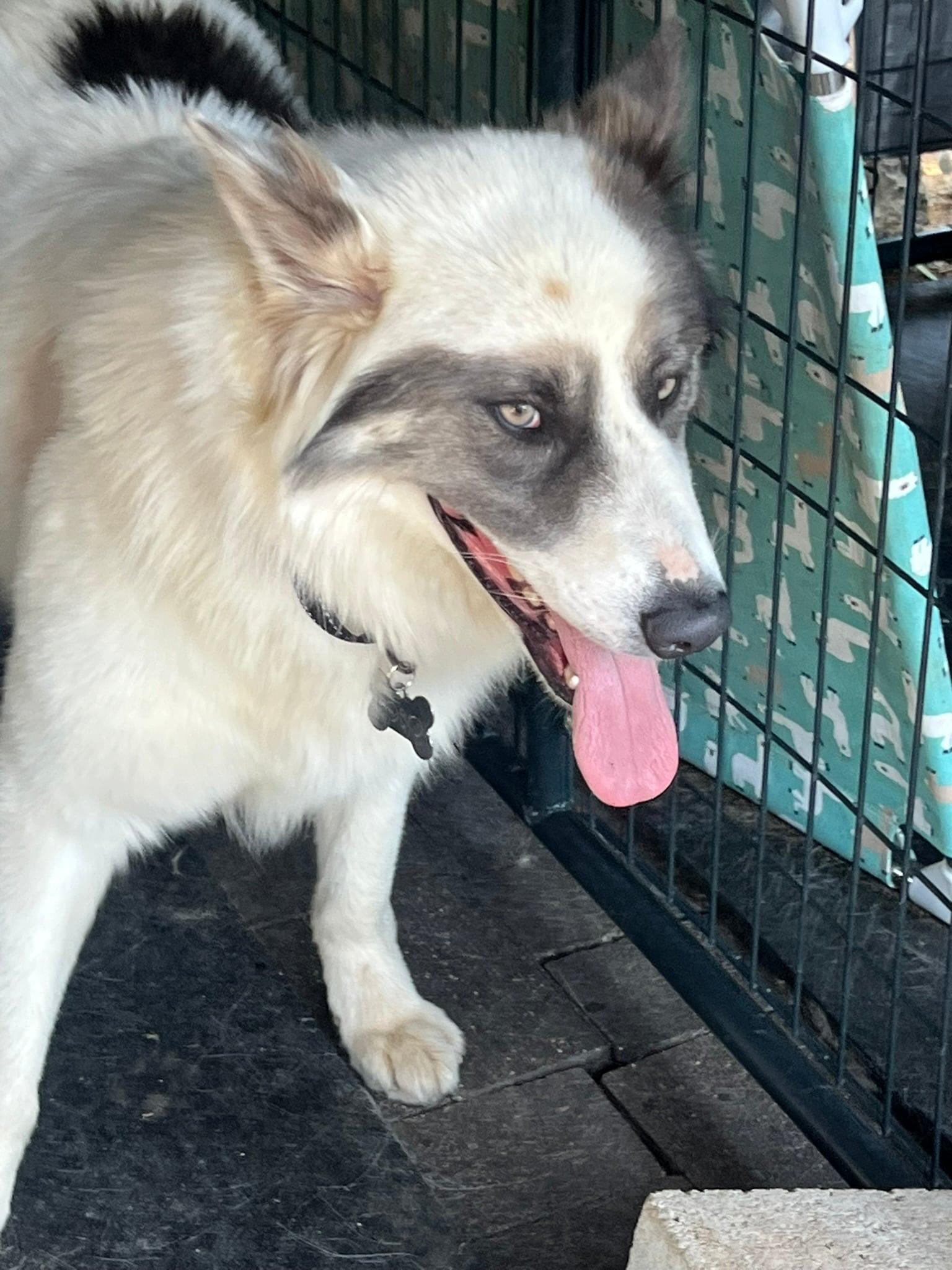 Lobo, a ADOPTABLE mixed breed in Menifee, CA image 3/6
