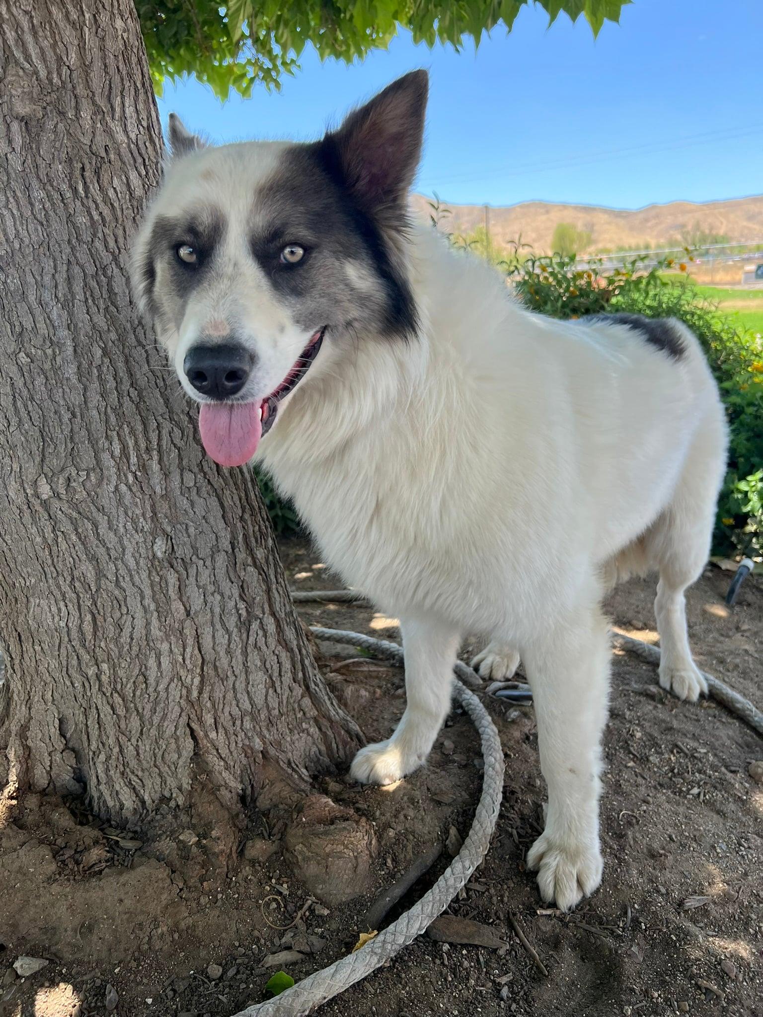 Lobo, ADOPTABLE, Young Male Siberian Husky & Australian Shepherd.