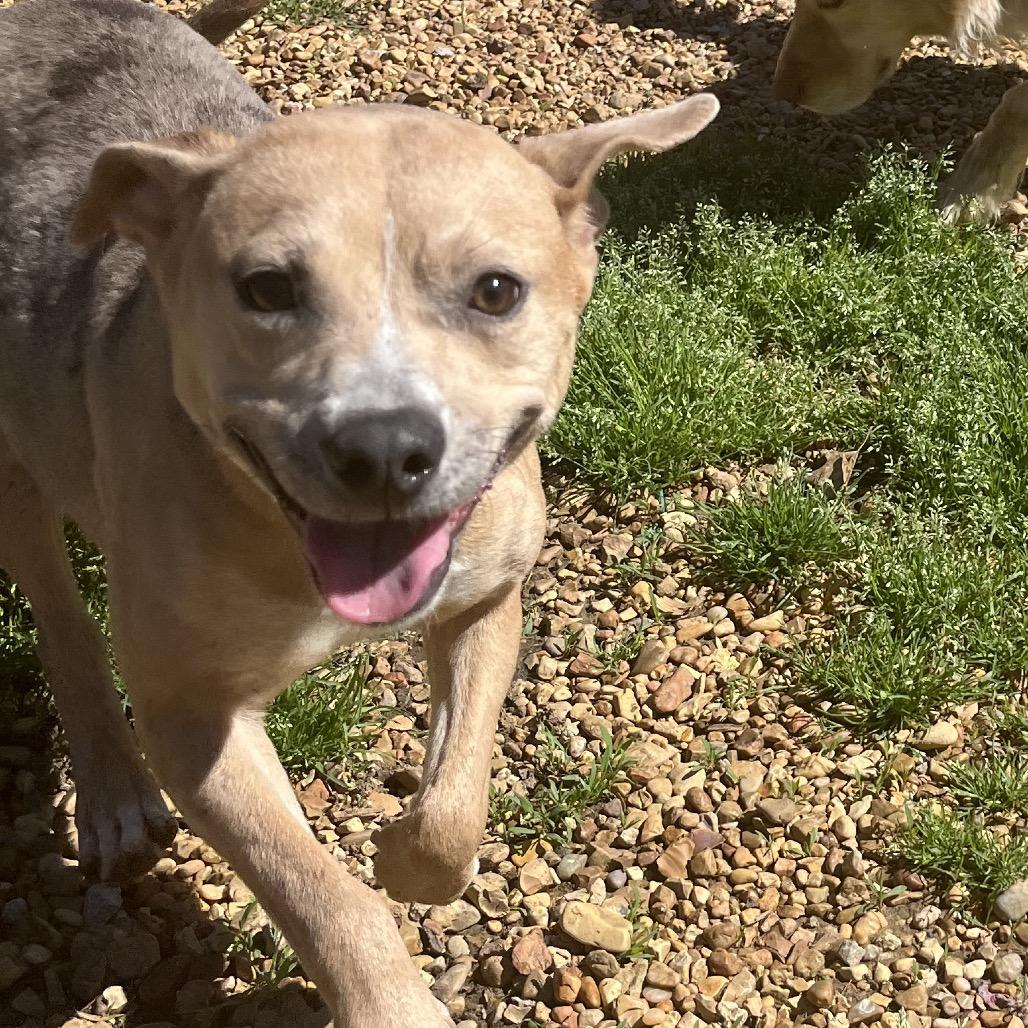 Enlarge Laura, a Adoptable mixed breed in Birmingham, AL image 1/1