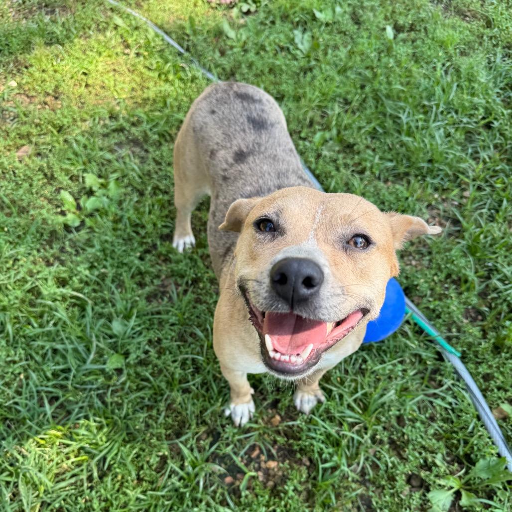 Enlarge Laura, a Adoptable mixed breed in Birmingham, AL image 2/4