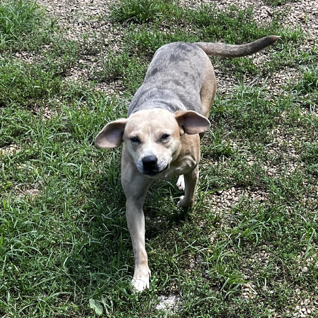Enlarge Laura, a Adoptable mixed breed in Birmingham, AL image 3/4