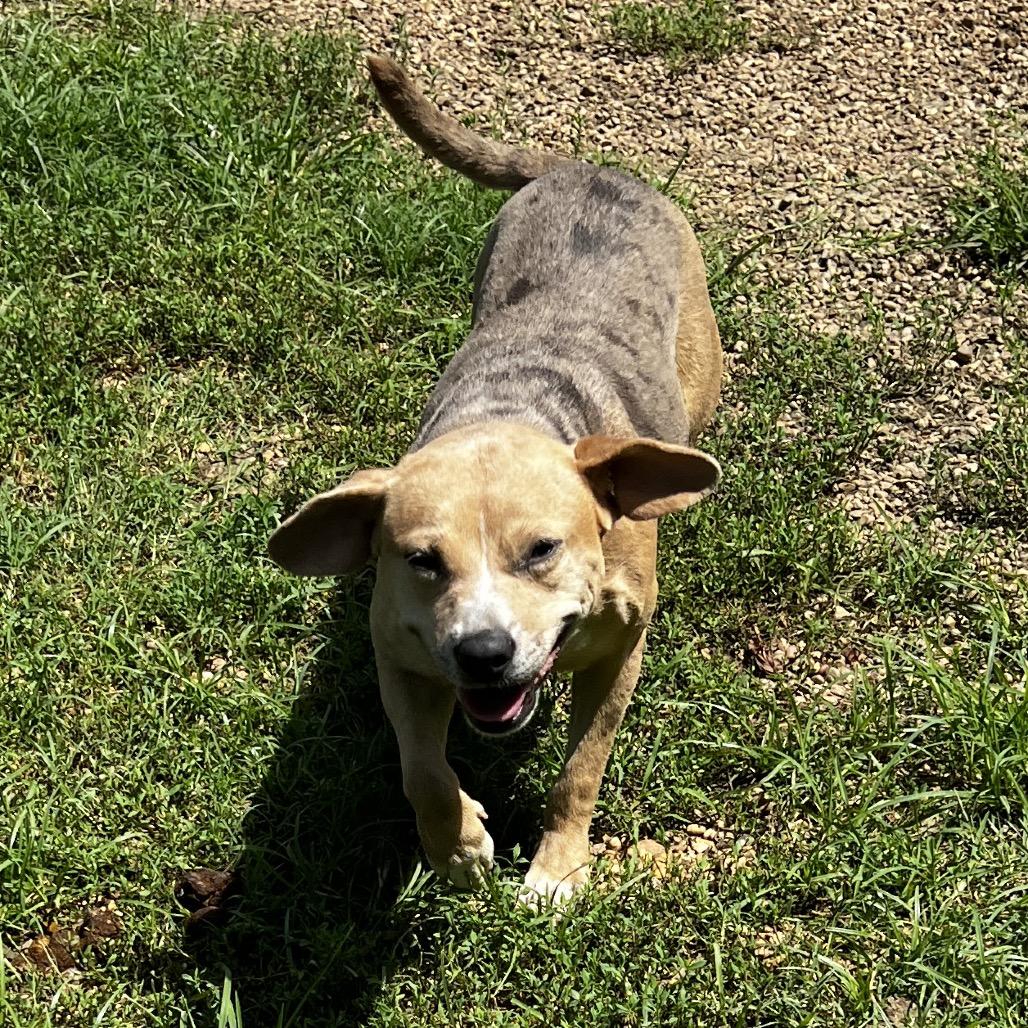 Enlarge Laura, a Adoptable mixed breed in Birmingham, AL image 4/4