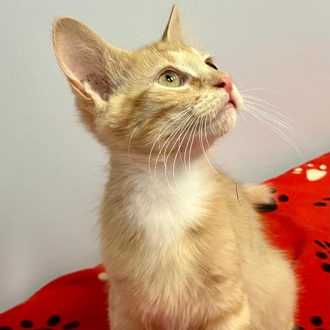 MIckey, ADOPTABLE, Kitten Male Domestic Medium Hair.