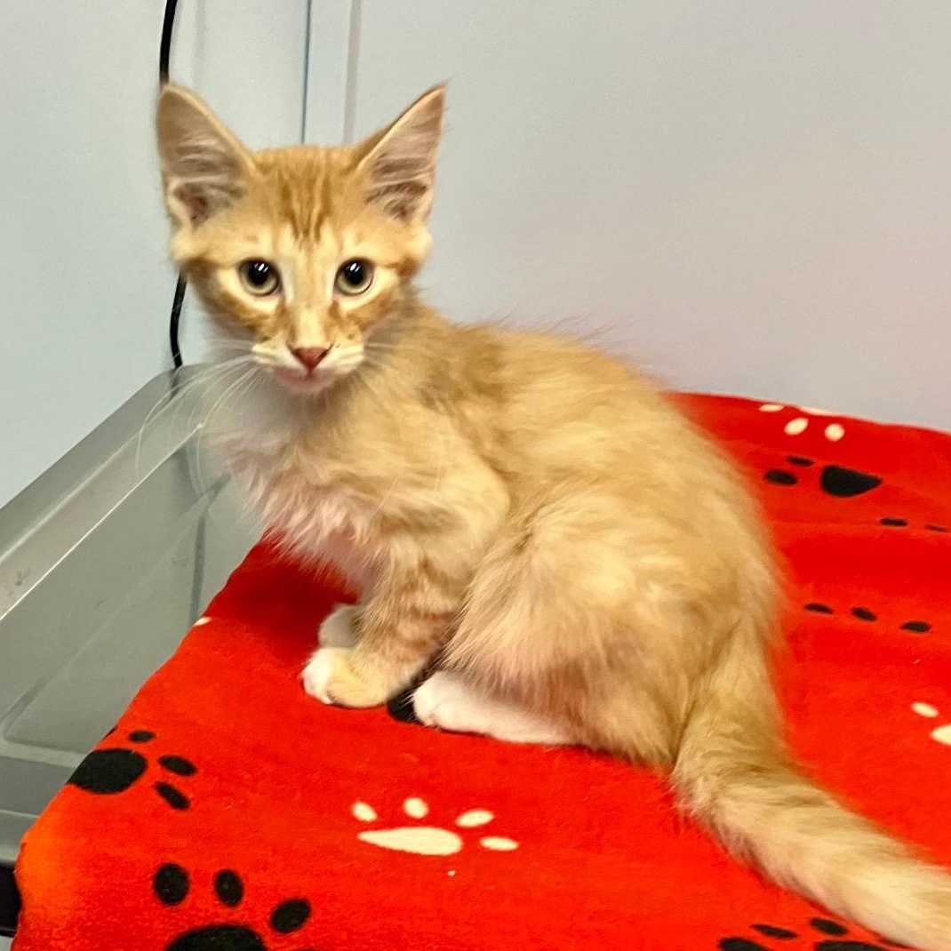 MIckey, a ADOPTABLE mixed breed in Gastonia, NC image 2/5
