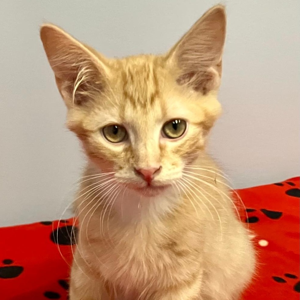 MIckey, a ADOPTABLE mixed breed in Gastonia, NC image 3/5