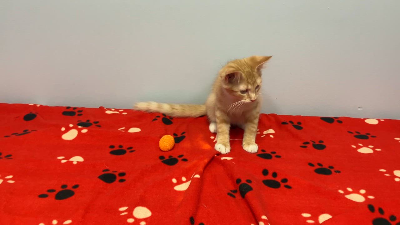 Enlarge MIckey, a ADOPTABLE mixed breed in Gastonia, NC video 5/5