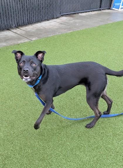 Daisy, a Adoptable mixed breed in Bellevue, WA image 1/3