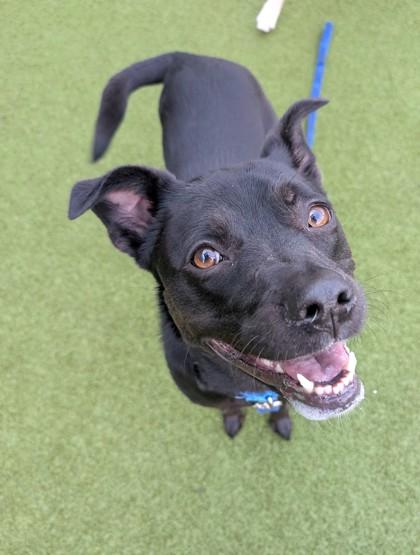 Daisy, a Adoptable mixed breed in Bellevue, WA image 2/3