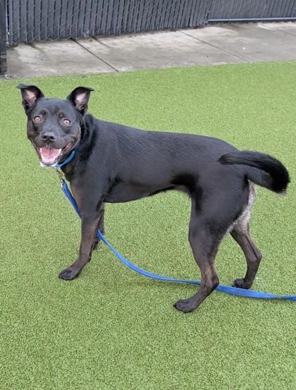 Daisy, a Adoptable mixed breed in Bellevue, WA image 3/3