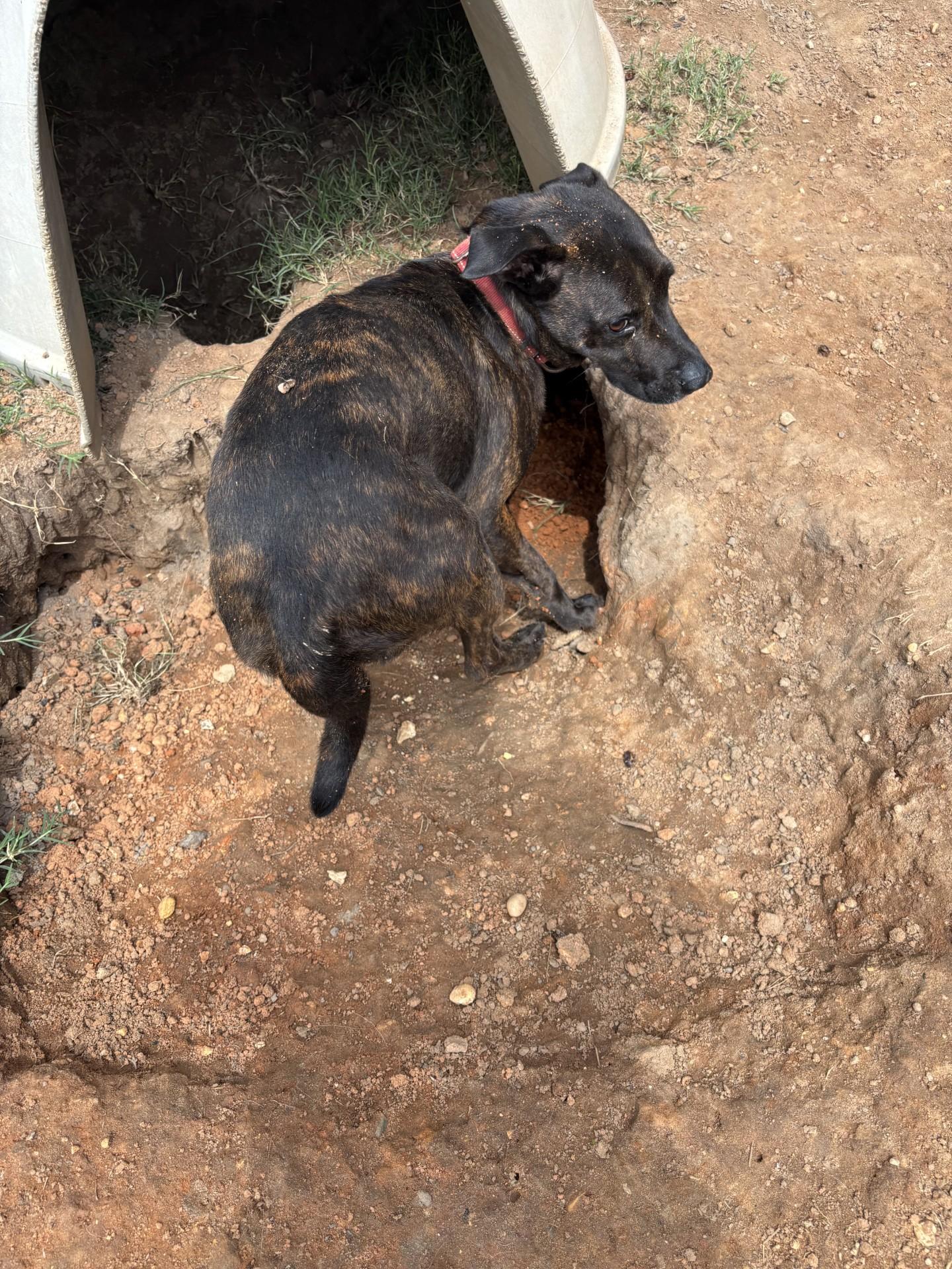 Enlarge Quattro, an adopted mixed breed in Coldspring, TX image 2/2