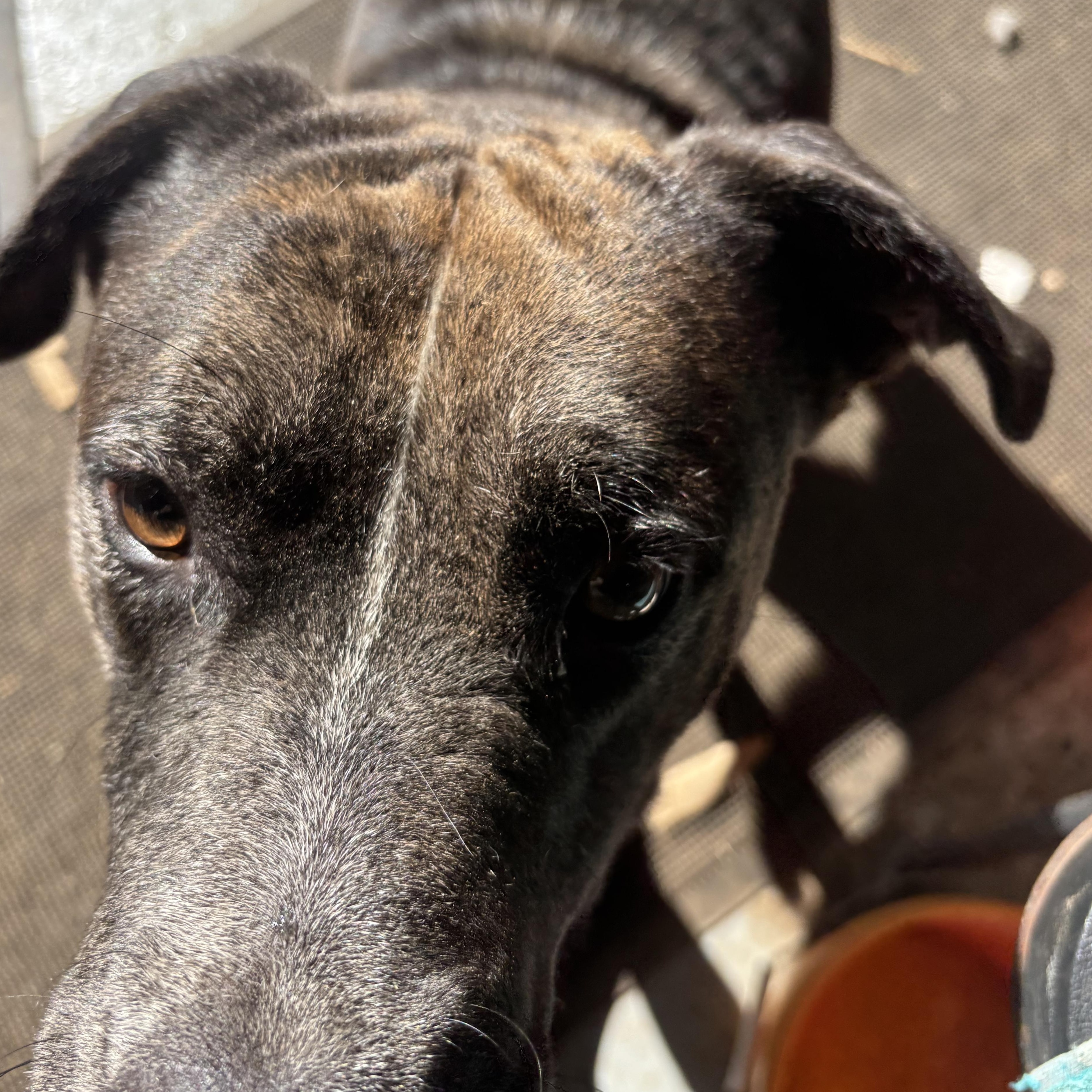 Quattro, adopted, Adult Male Mixed Breed.