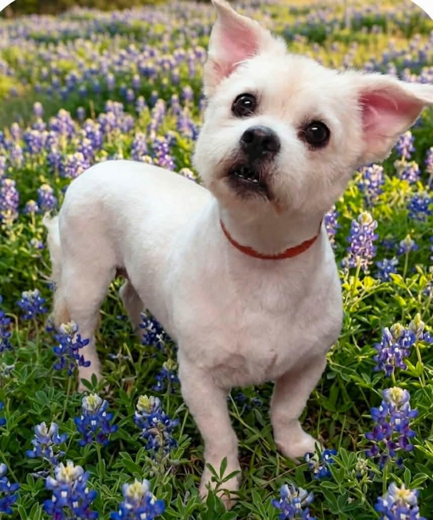 Enlarge Luna and Daisy, a Adoptable mixed breed in Houston, TX image 2/2