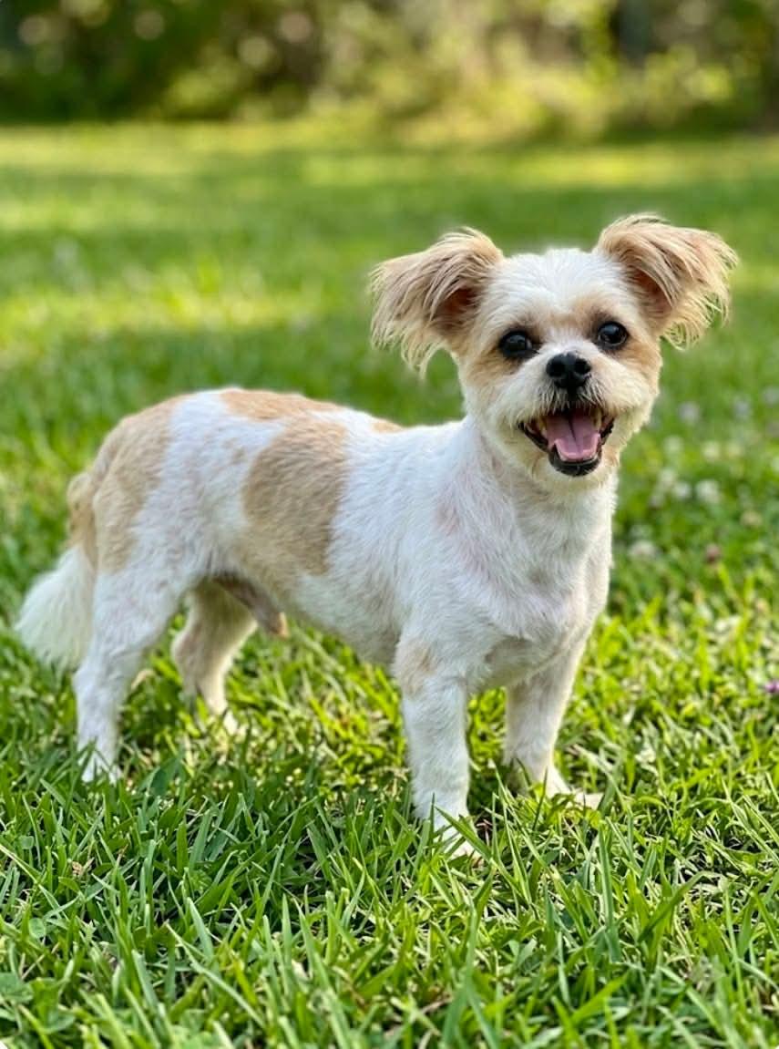Enlarge Luna and Daisy, a Adoptable mixed breed in Houston, TX image 1/2