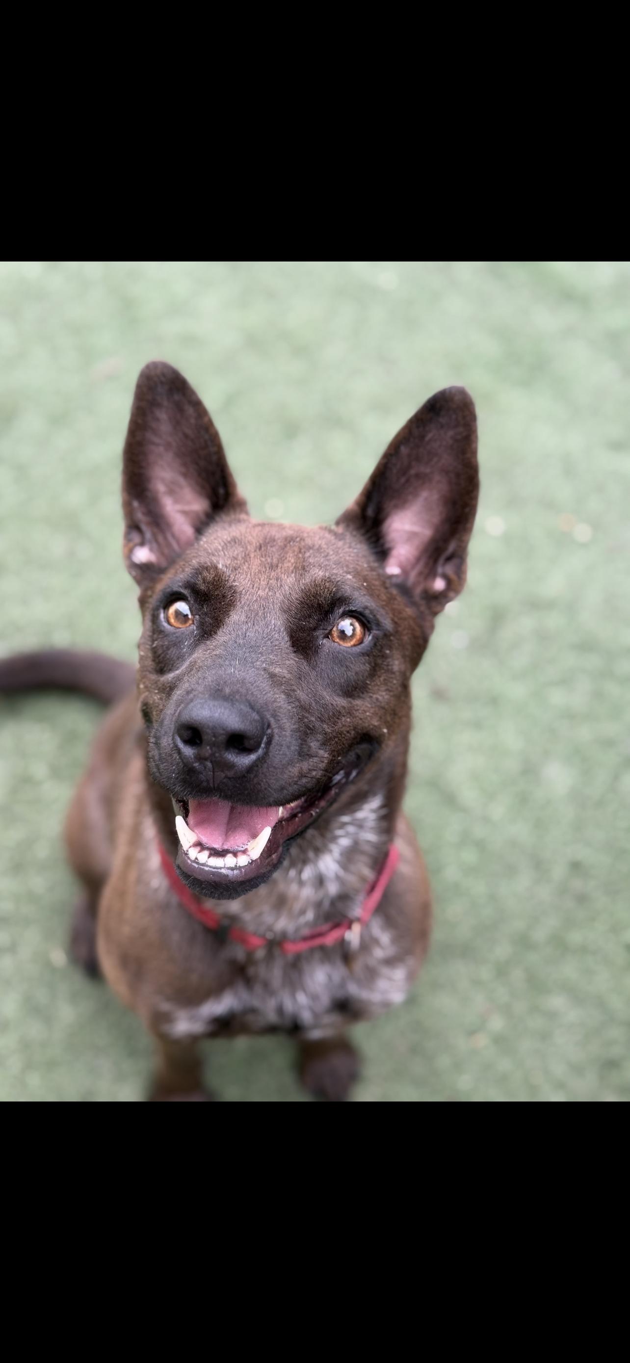 Enlarge Momma Penelope, a Adoptable mixed breed in Mount Juliet, TN image 1/6