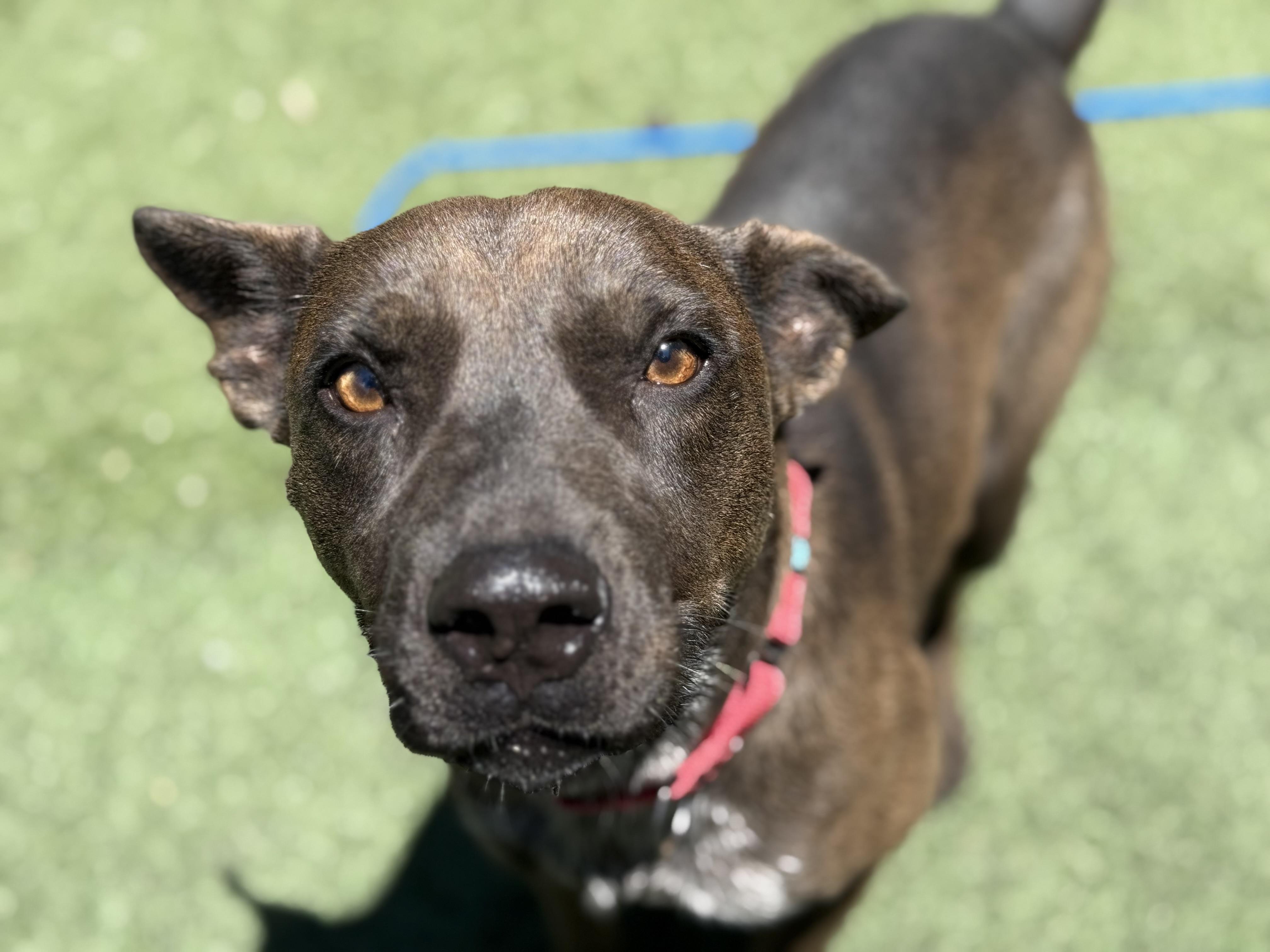 Enlarge Momma Penelope, a Adoptable mixed breed in Mount Juliet, TN image 5/6