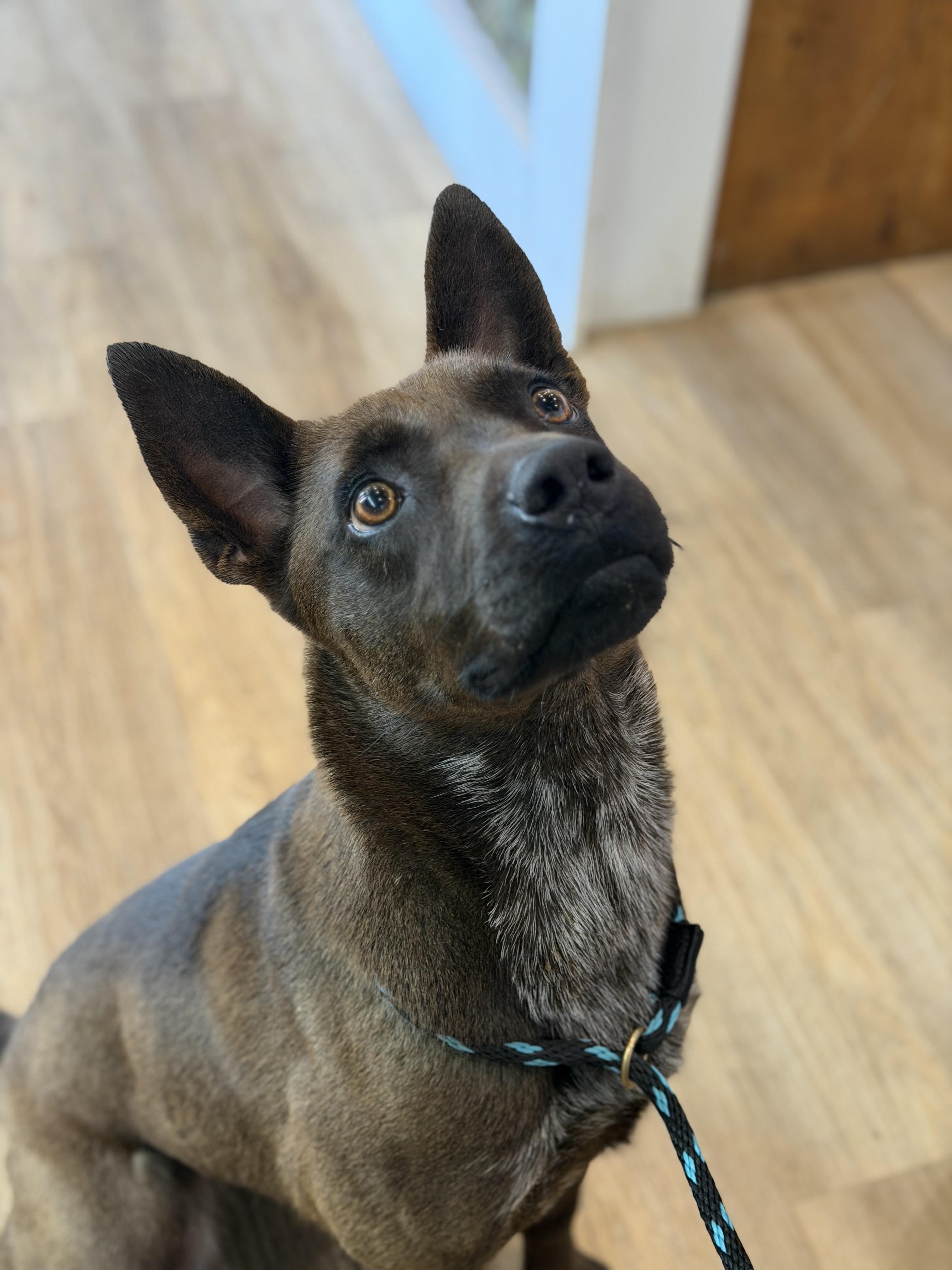 Momma Penelope, a Adoptable mixed breed in Mount Juliet, TN image 6/6