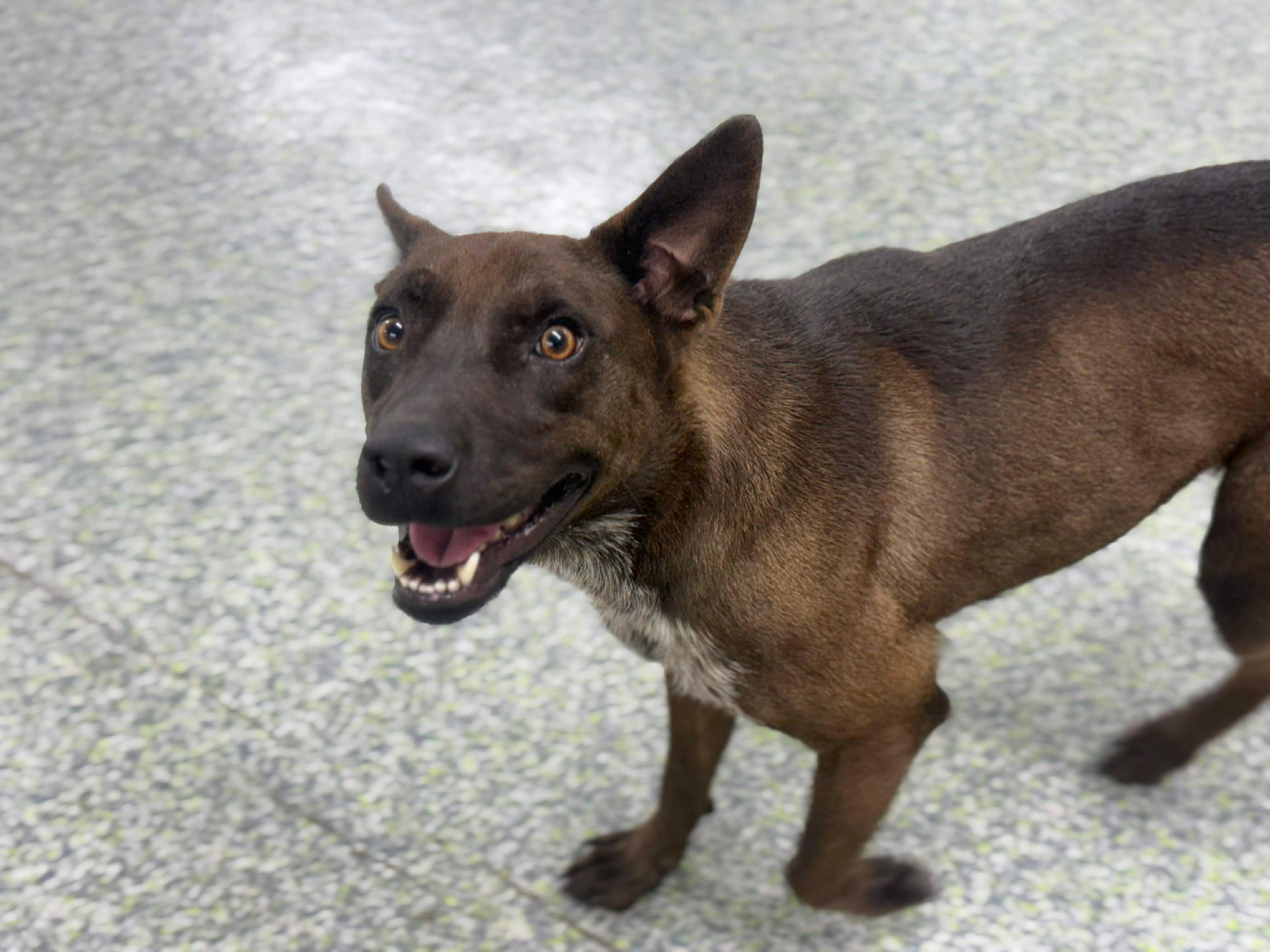 Enlarge Momma Penelope, a Adoptable mixed breed in Mount Juliet, TN image 2/6