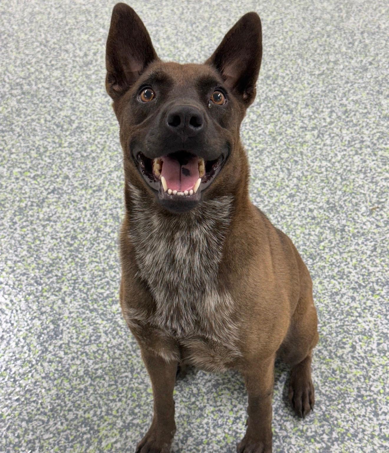 Penelope, Adoptable, Adult Female Shepherd & Belgian Shepherd / Malinois.