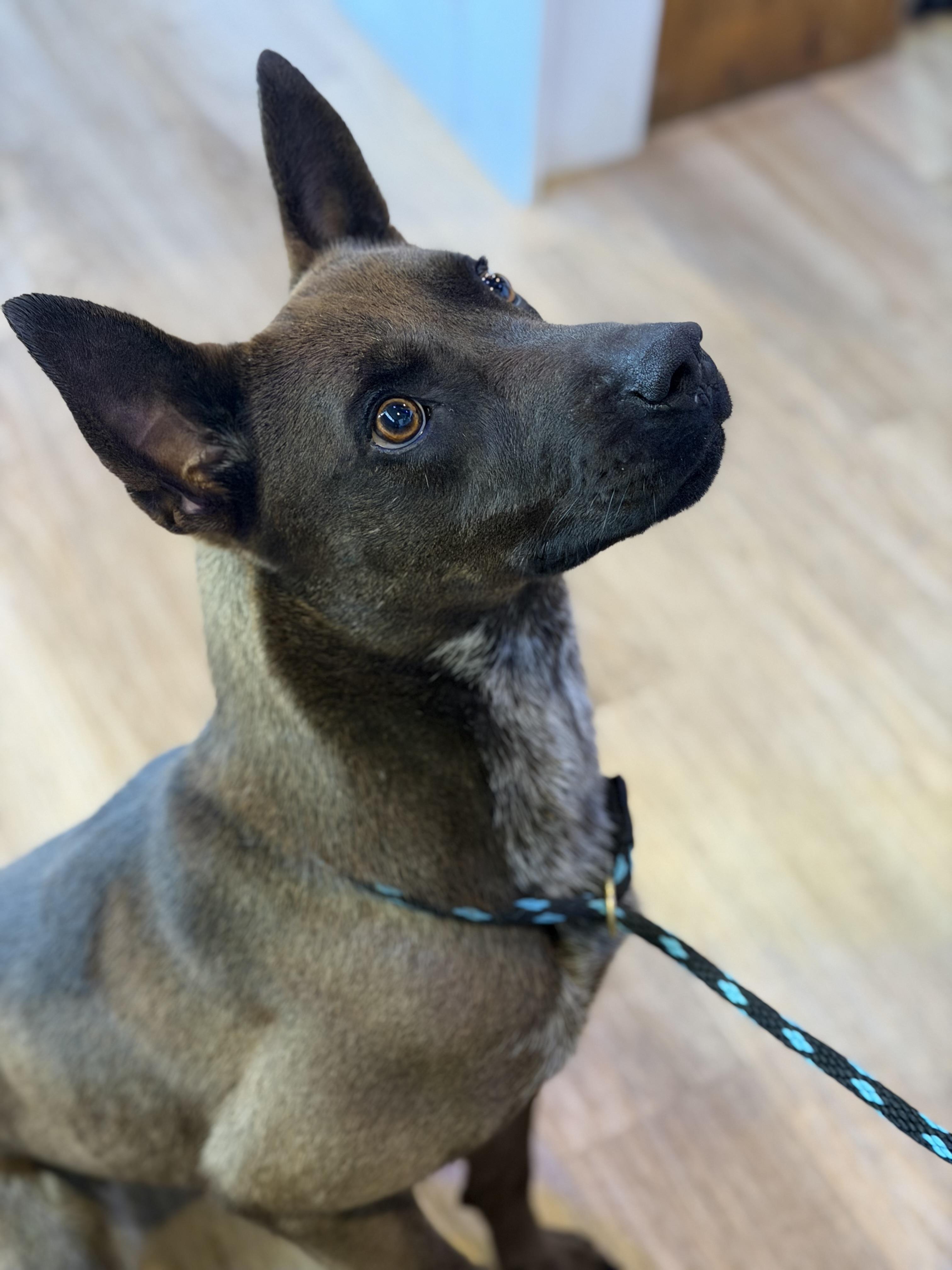 Momma Penelope, a Adoptable mixed breed in Mount Juliet, TN image 1/6