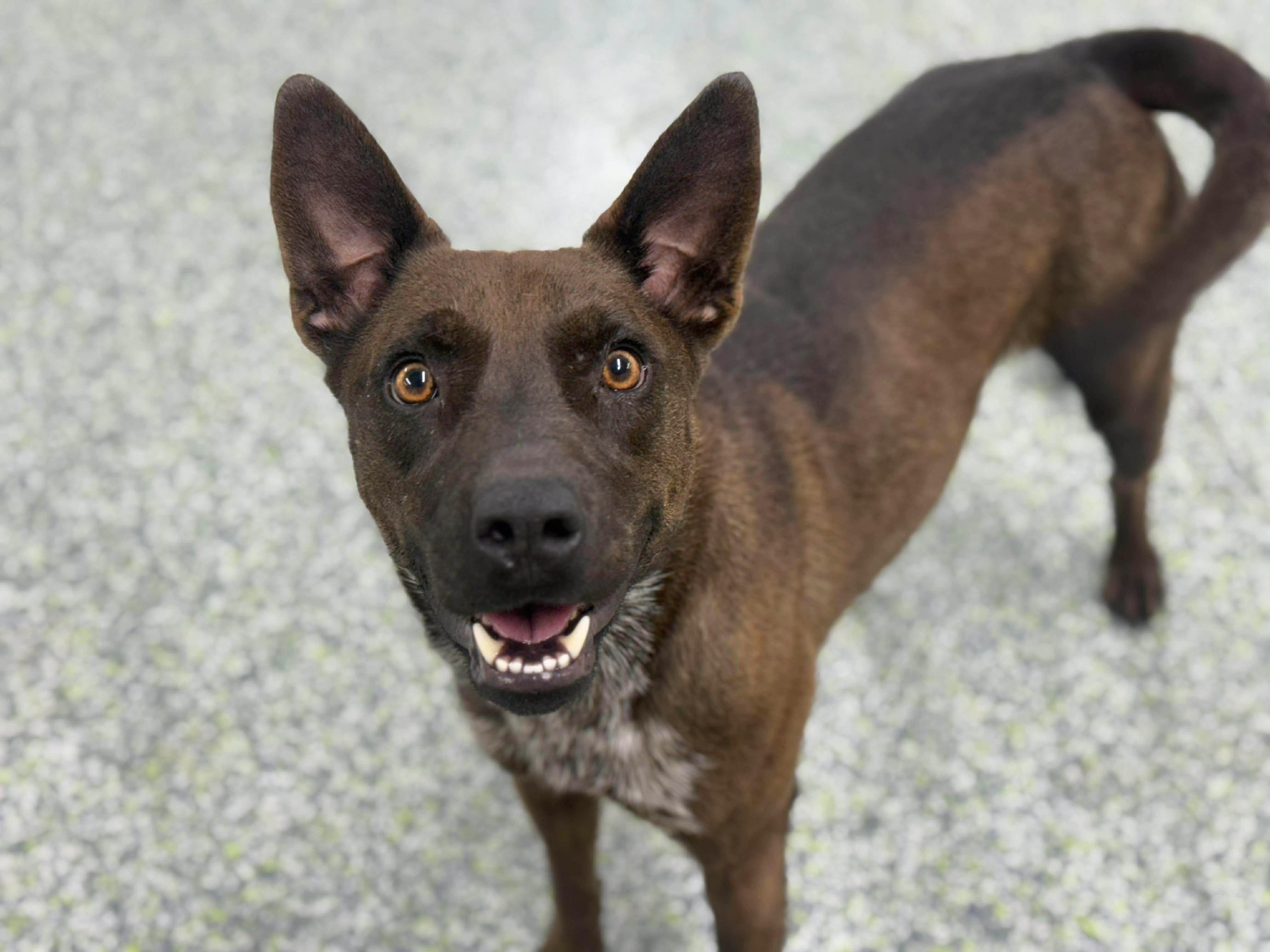 Enlarge Momma Penelope, a Adoptable mixed breed in Mount Juliet, TN image 3/6