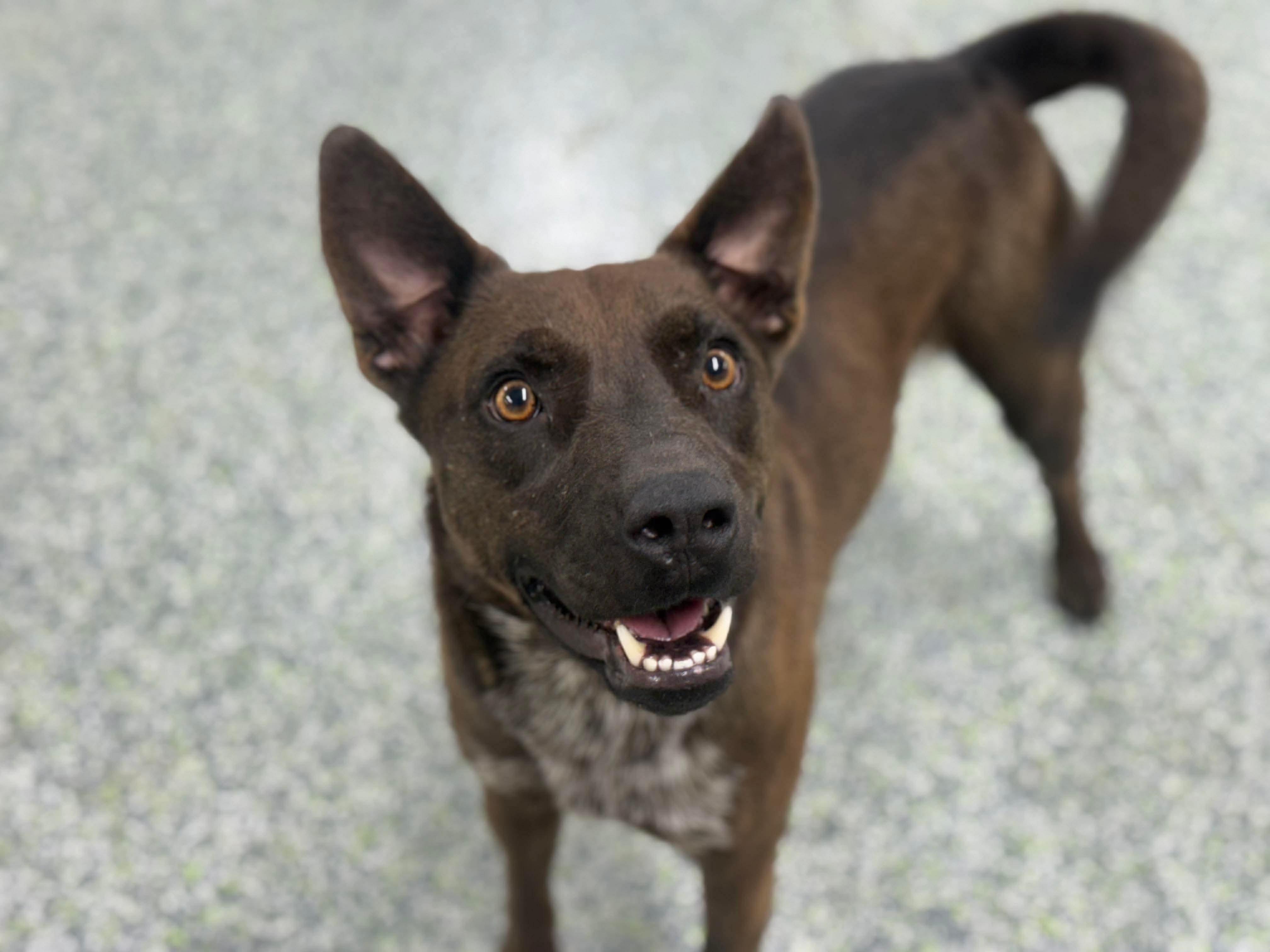 Enlarge Momma Penelope, a Adoptable mixed breed in Mount Juliet, TN image 4/6