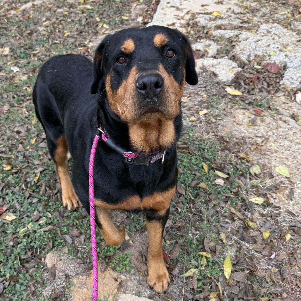 Enlarge Daisy Mae, a Adoptable Rottweiler in Hillsboro, NH image 1/1