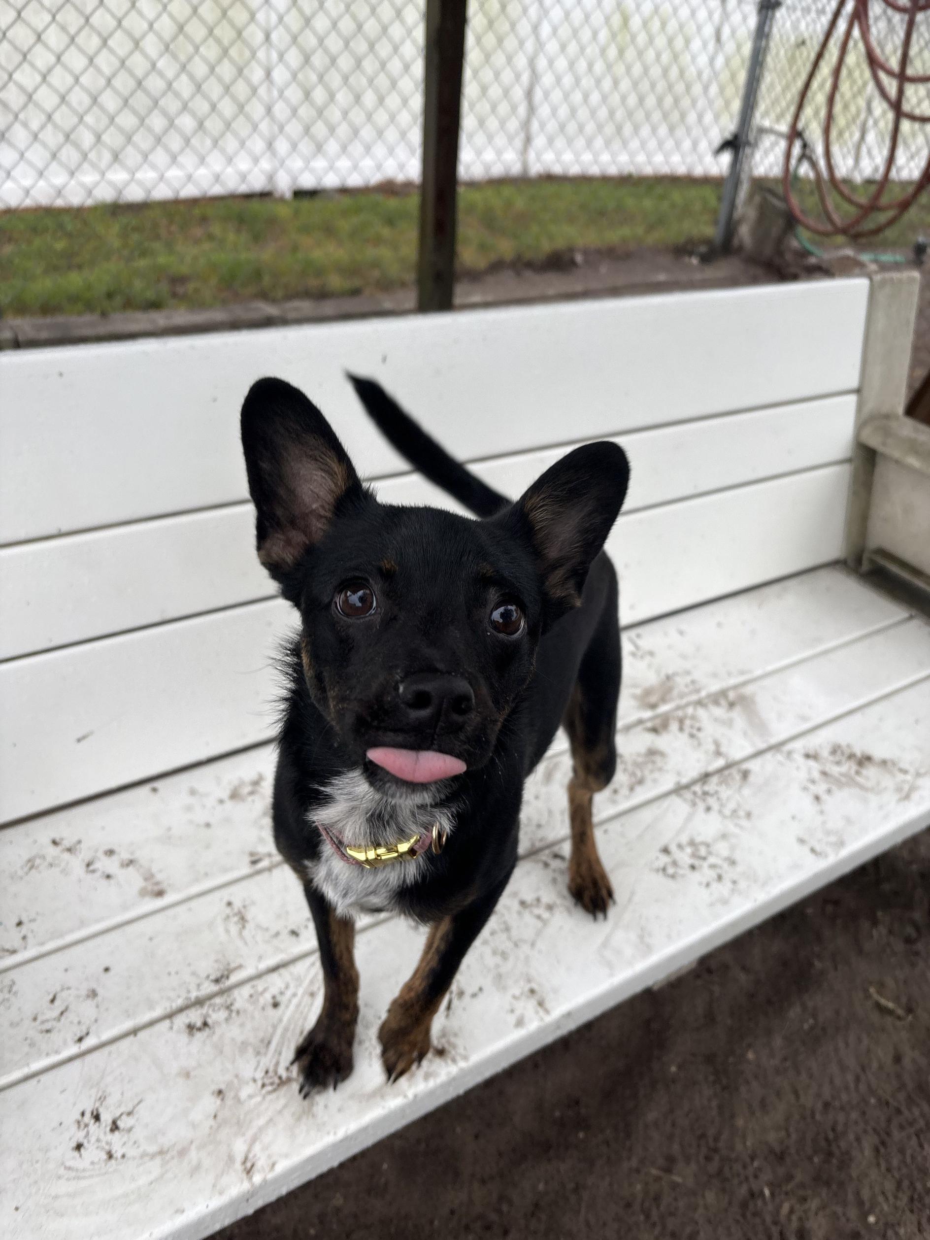 Raven, an adoptable mixed breed in New Port Richey, FL image 2/3