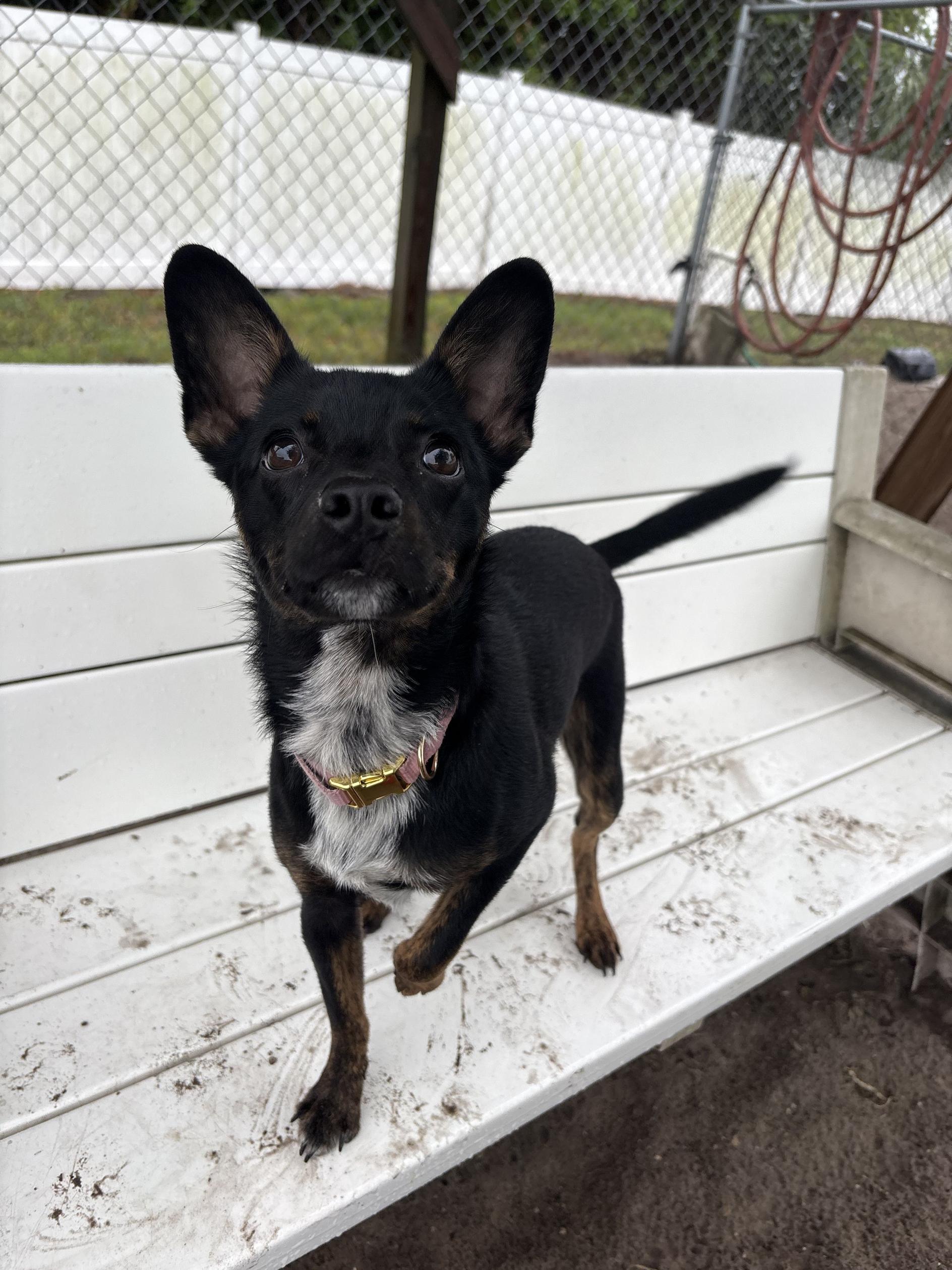Raven, an adoptable mixed breed in New Port Richey, FL image 3/3